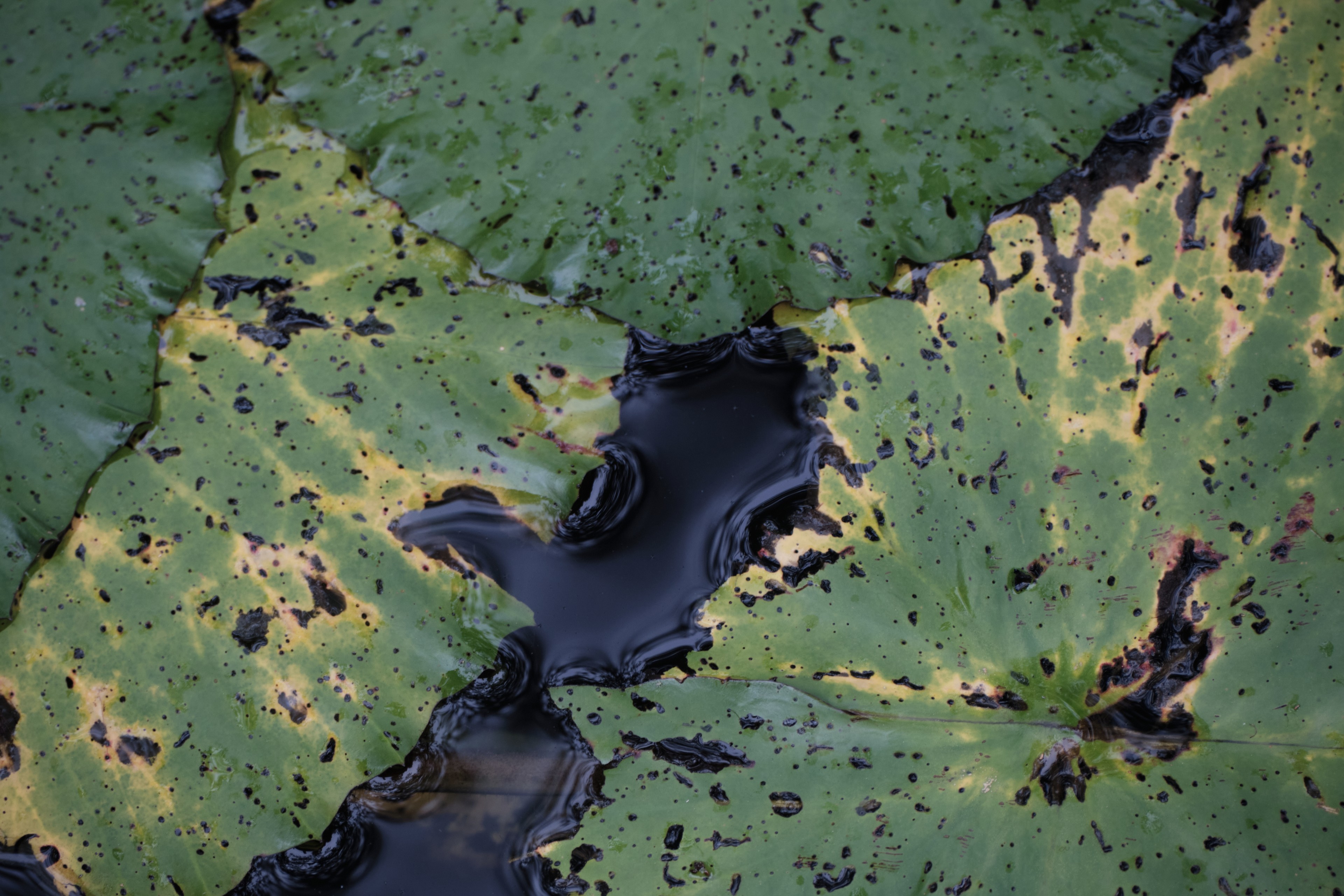 Close-up of damaged green lily pads floating on dark water