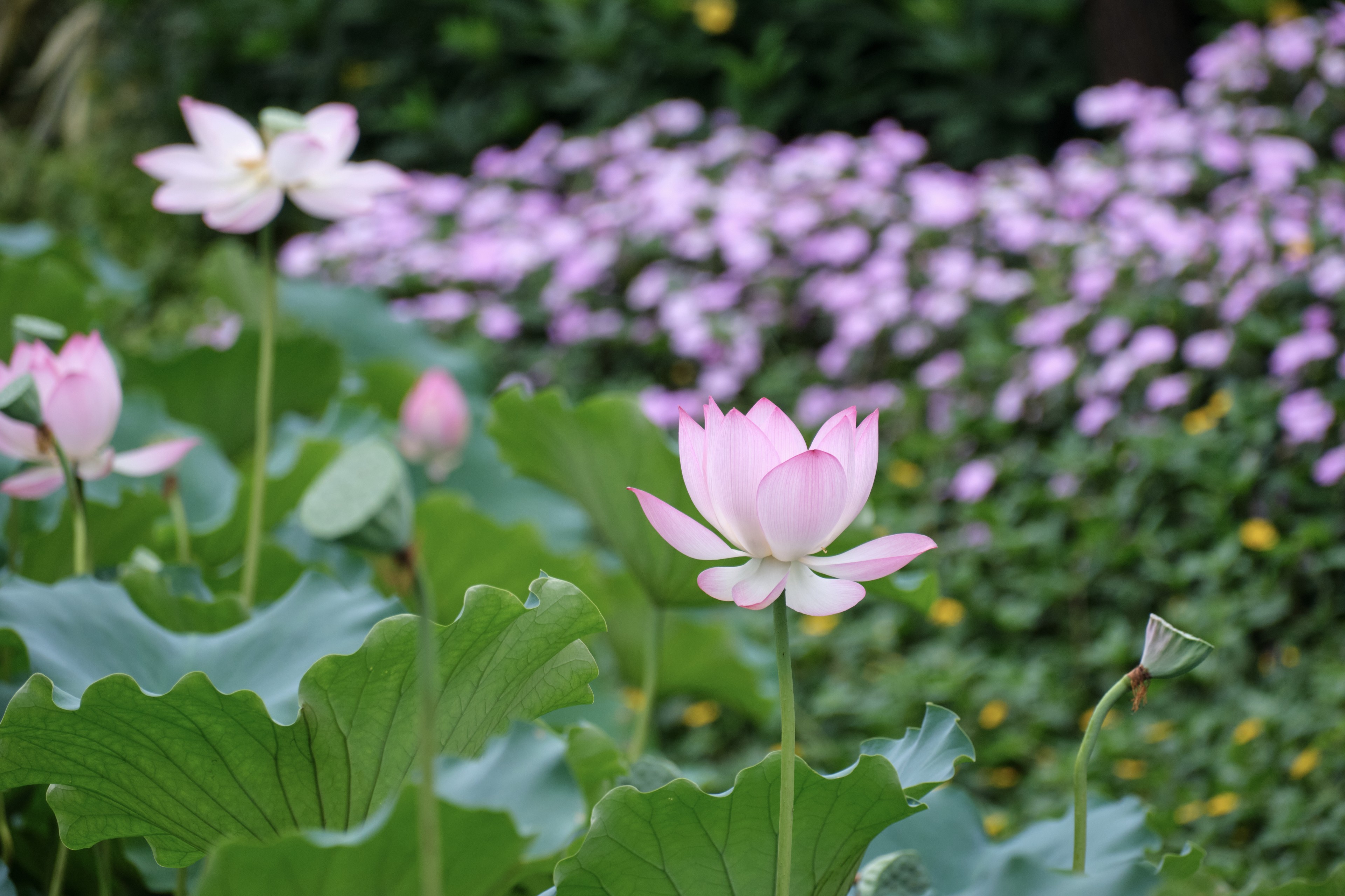 Pink lotus flowers and buds among green leaves with blurred purple background