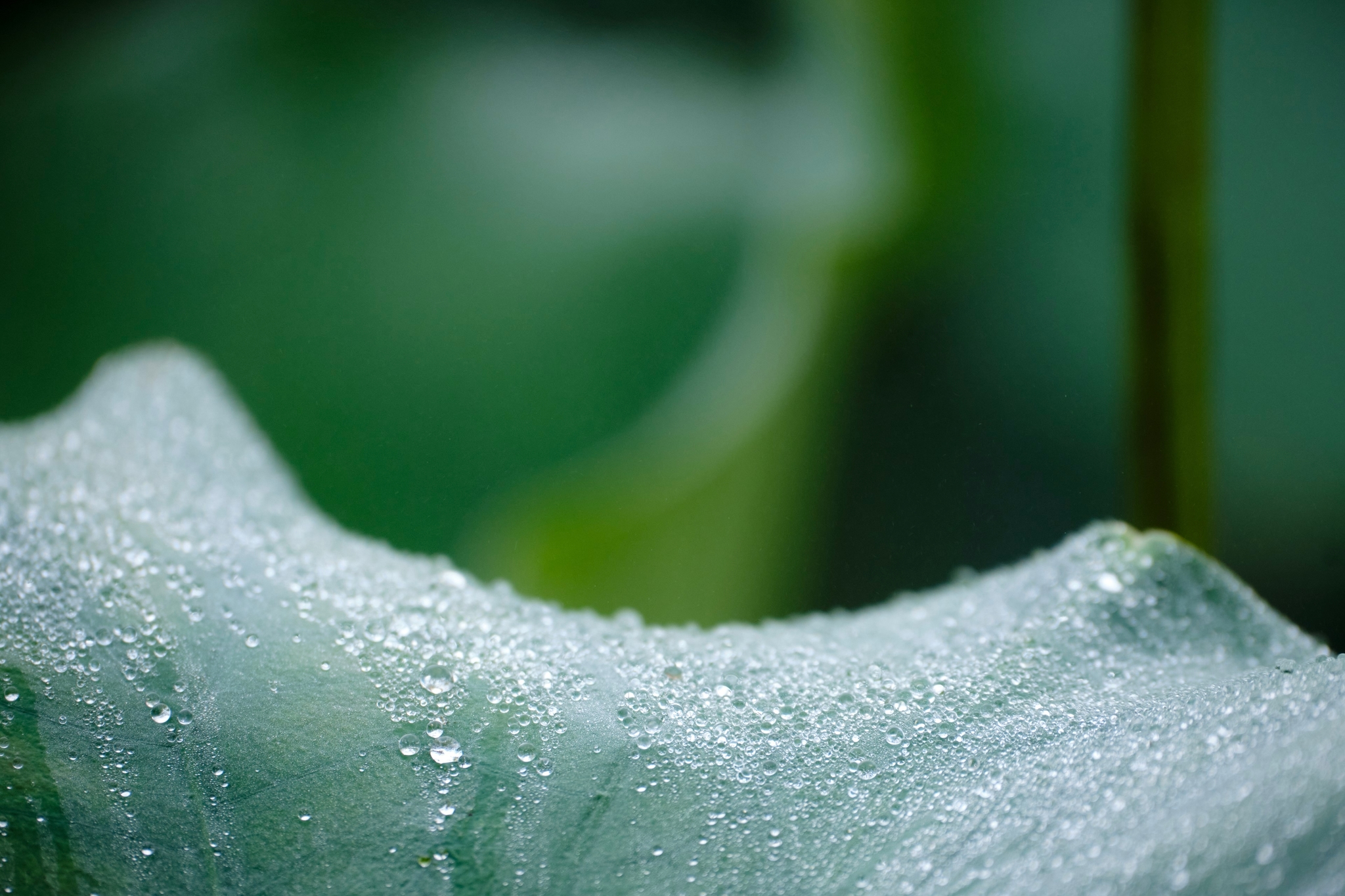 Close-up of a green leaf surface covered in water droplets with a blurred green background