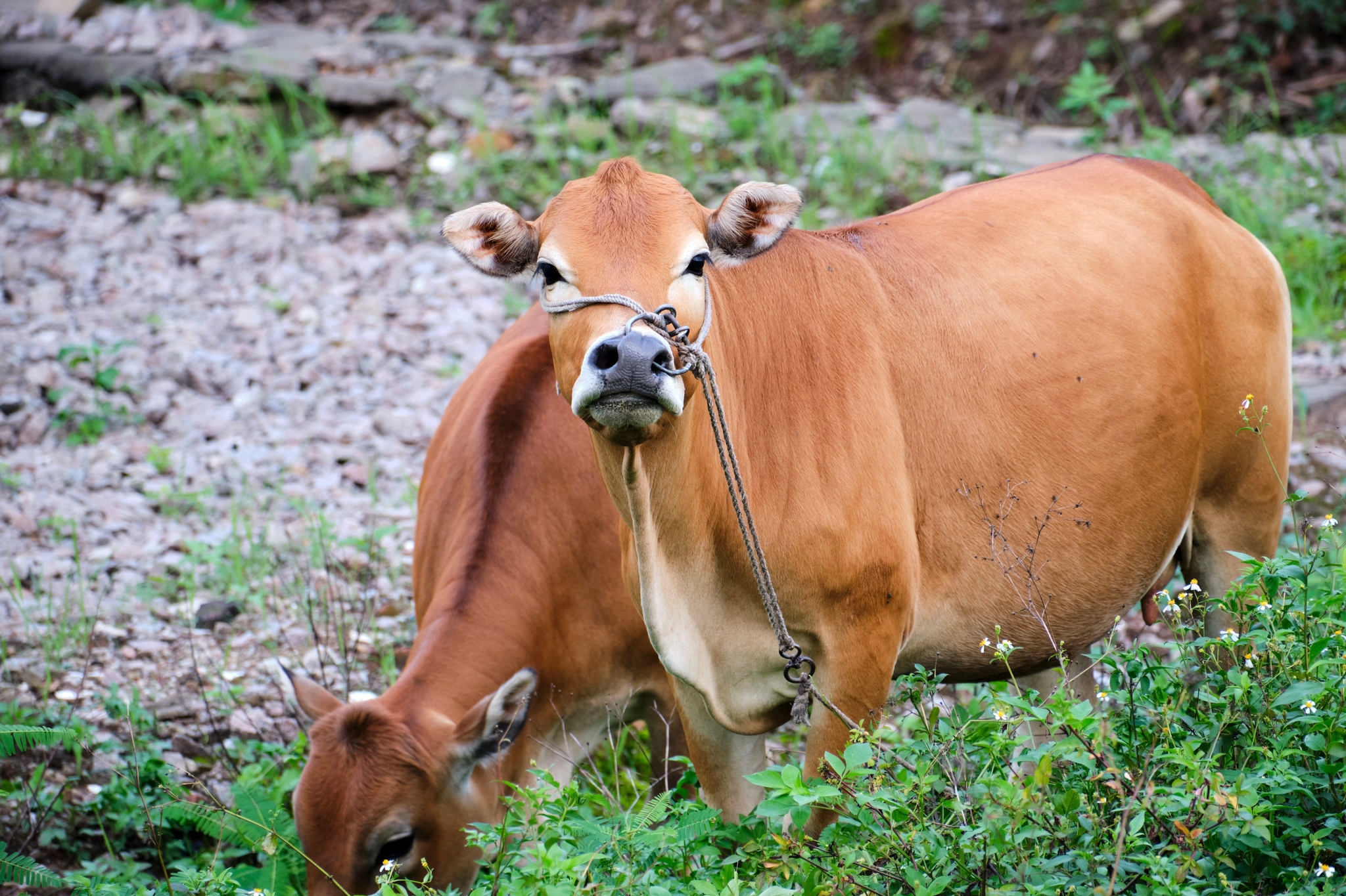 Two light brown cows standing in a grassy field, one looking directly forward, the other grazing