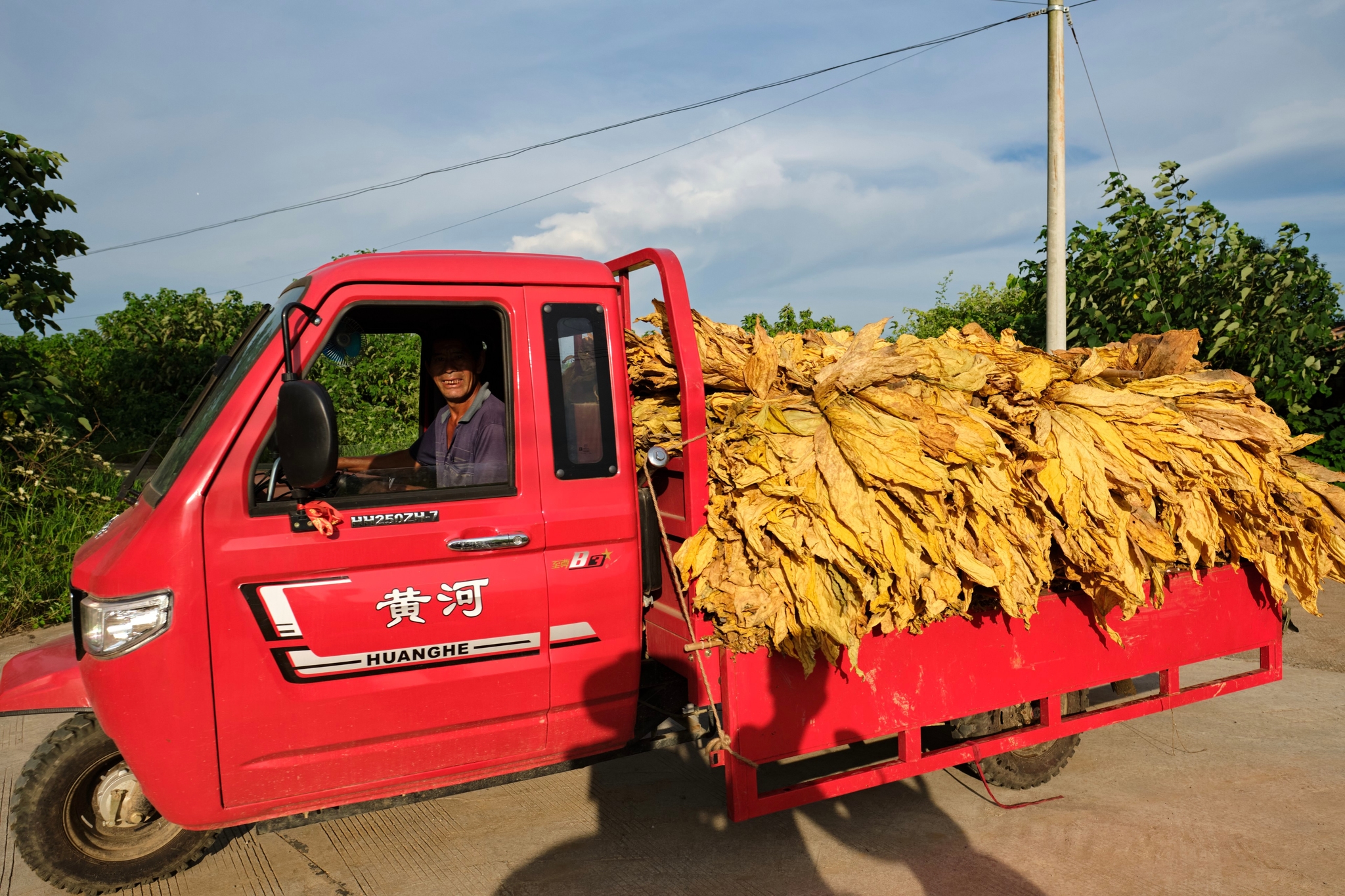 Red three-wheeled truck hauling a large load of yellow tobacco leaves on a road with green trees