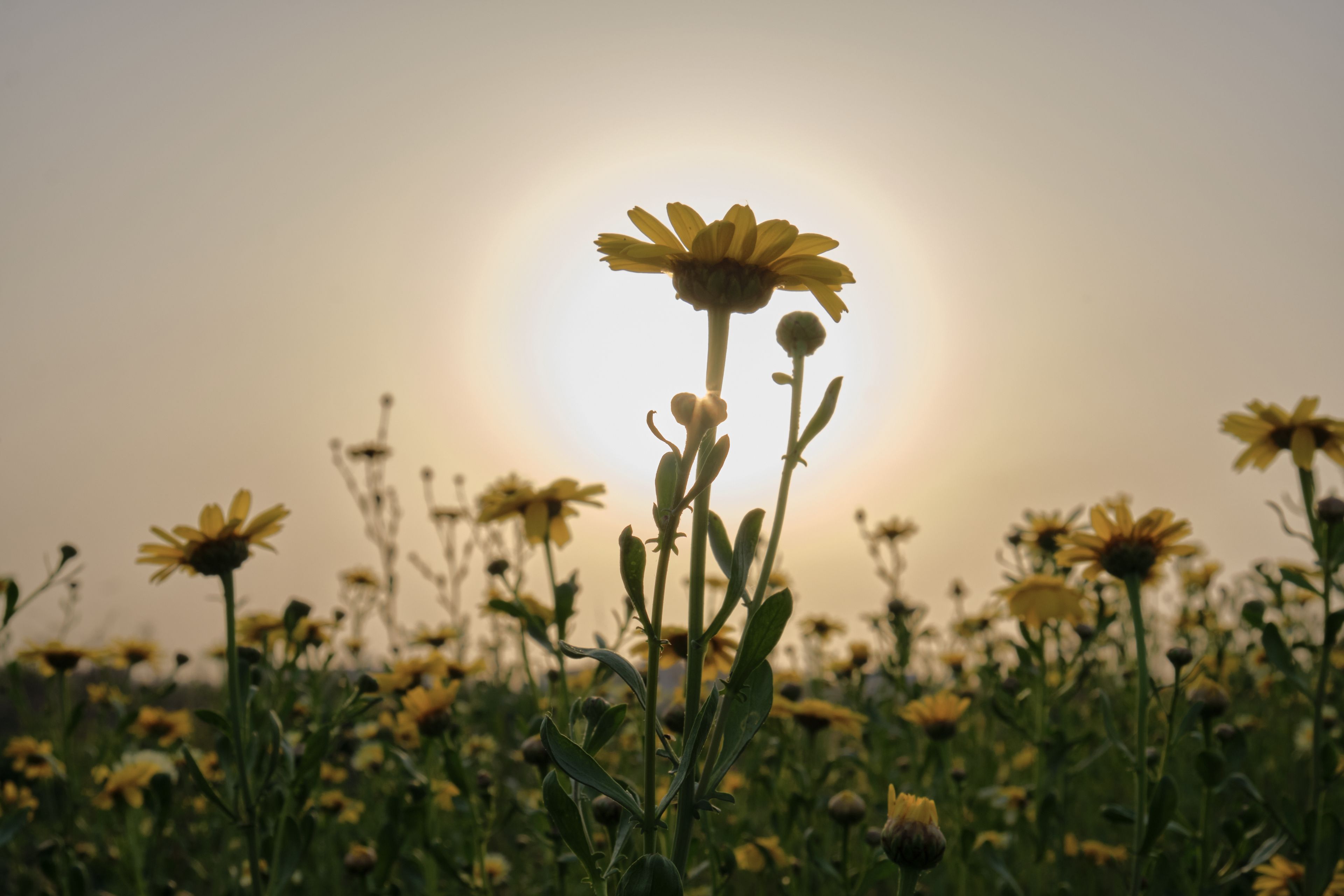 Field of yellow wildflowers under a hazy sun, with one prominent flower centered in the foreground