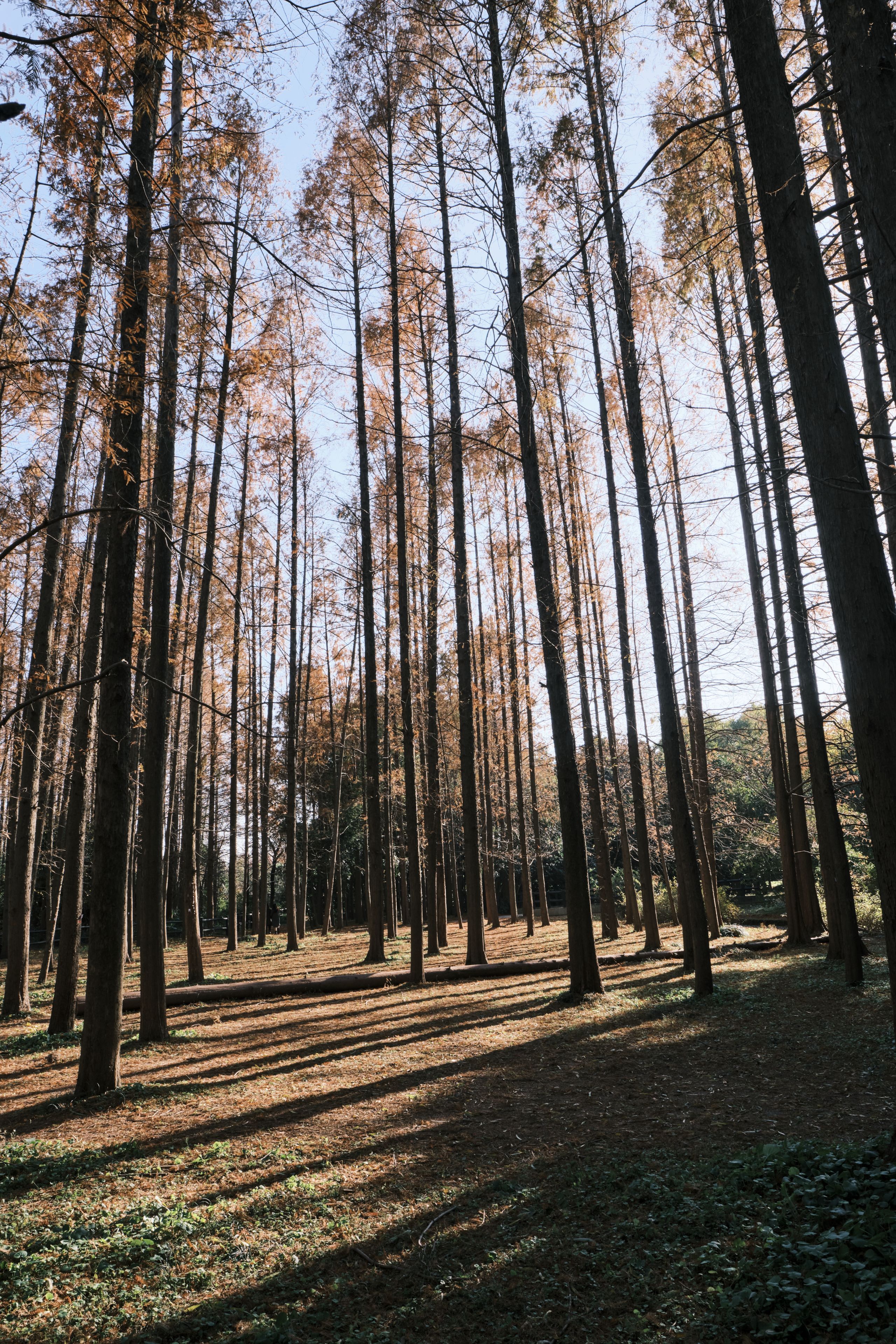 Tall deciduous trees with slender trunks and sparse autumn leaves, casting long shadows on the forest floor under a bright sky