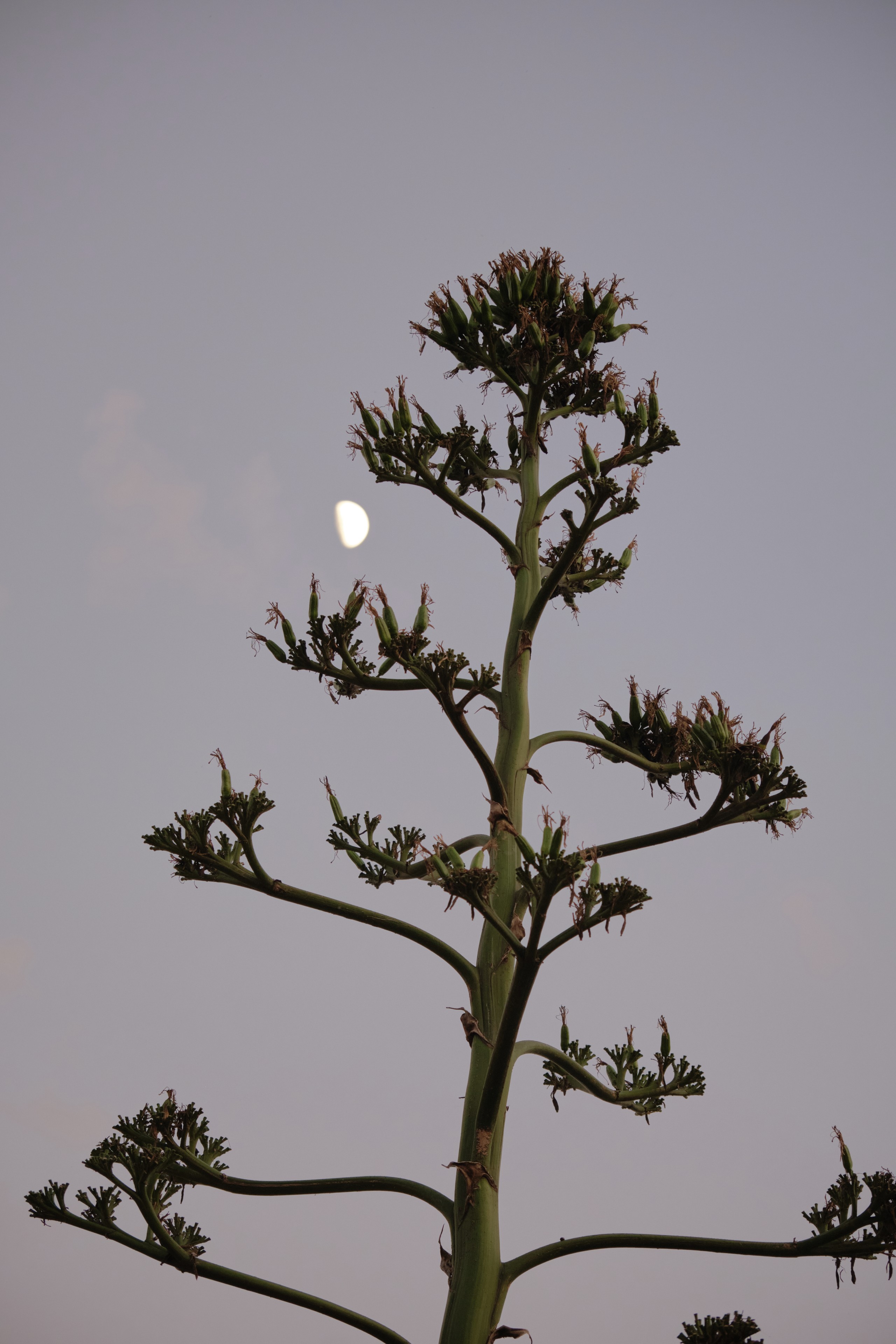 Tall agave bloom stalk against pale sky with crescent moon
