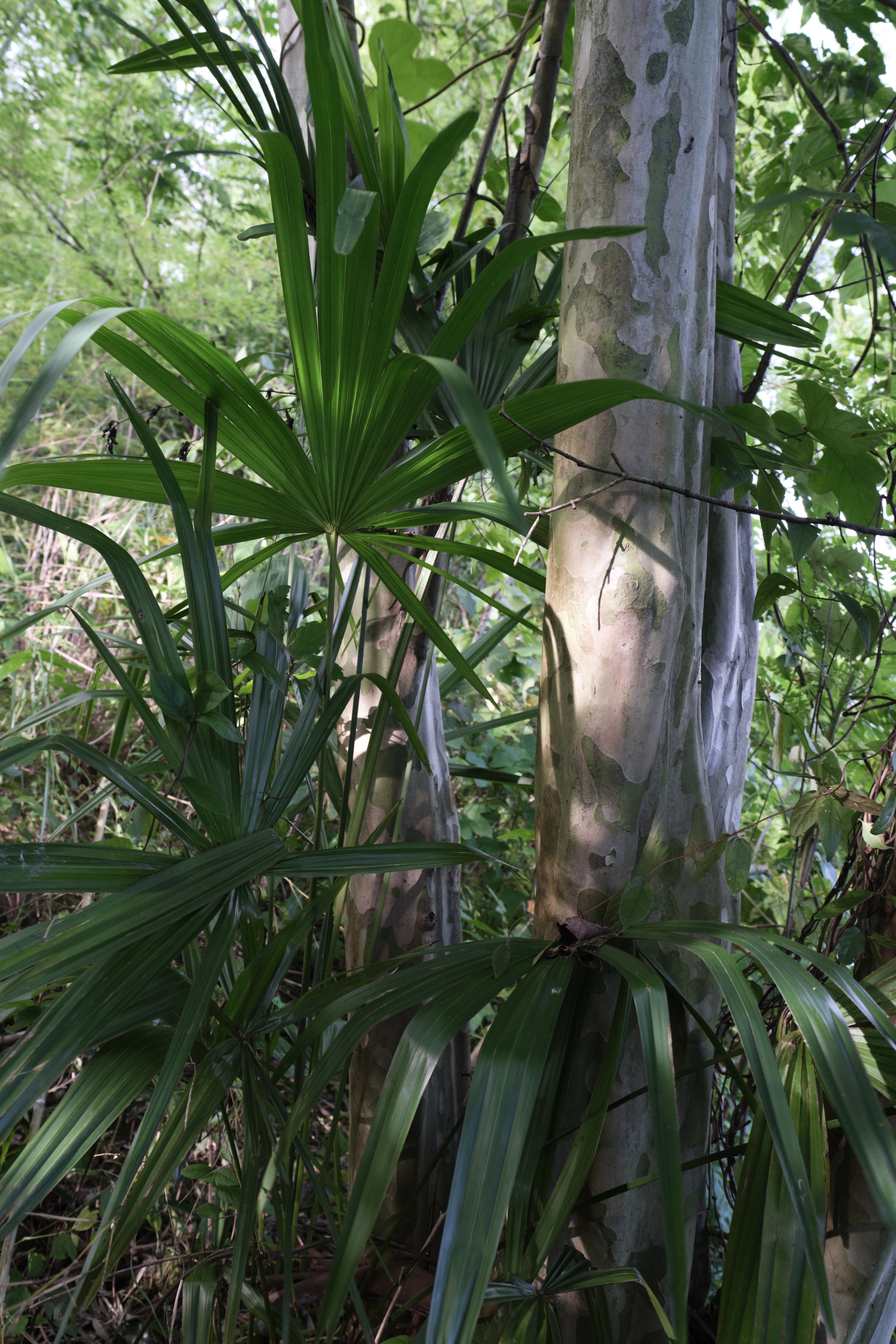 A palm-like plant with large fan leaves and slender leaves growing in front of two smooth, light-barked tree trunks within a forest setting