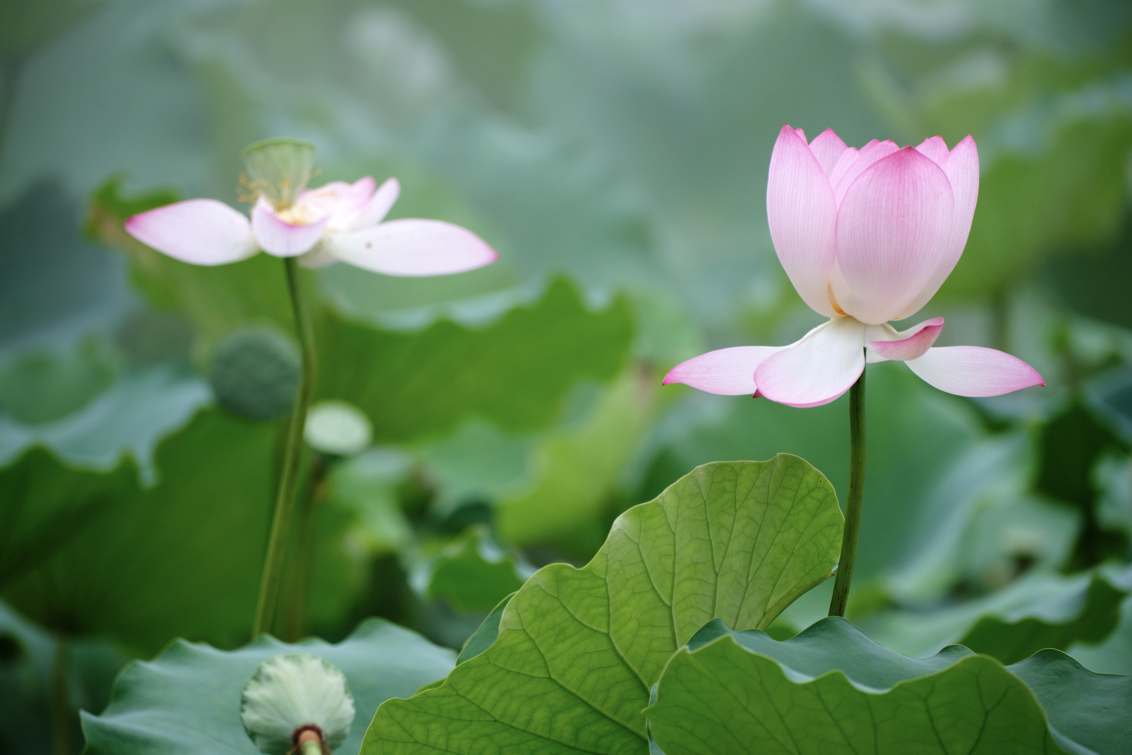 Two pink lotus flowers, one open, one bud, amidst green leaves