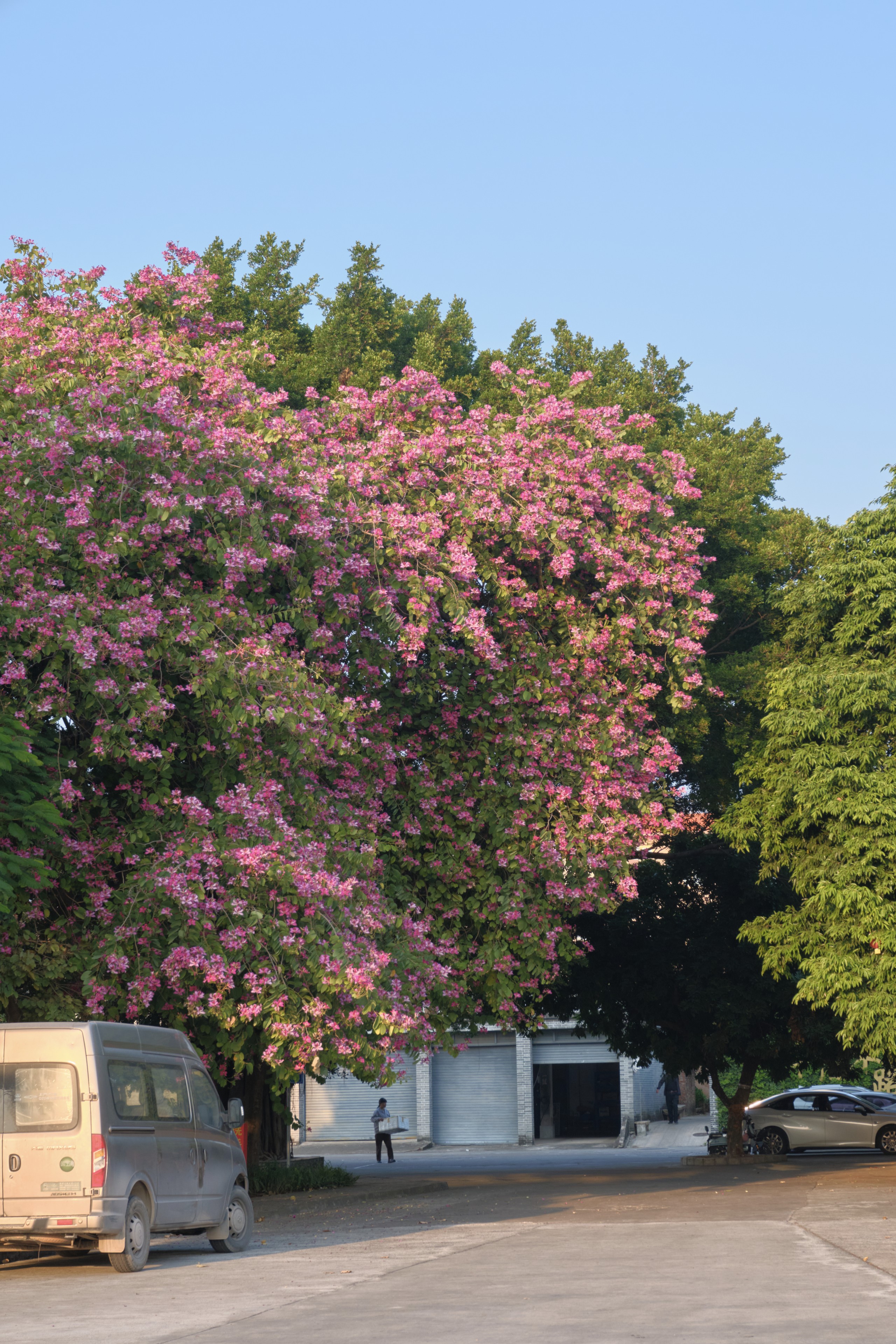 Large pink blossoming tree next to green trees, parked van, paved area, person, blue sky