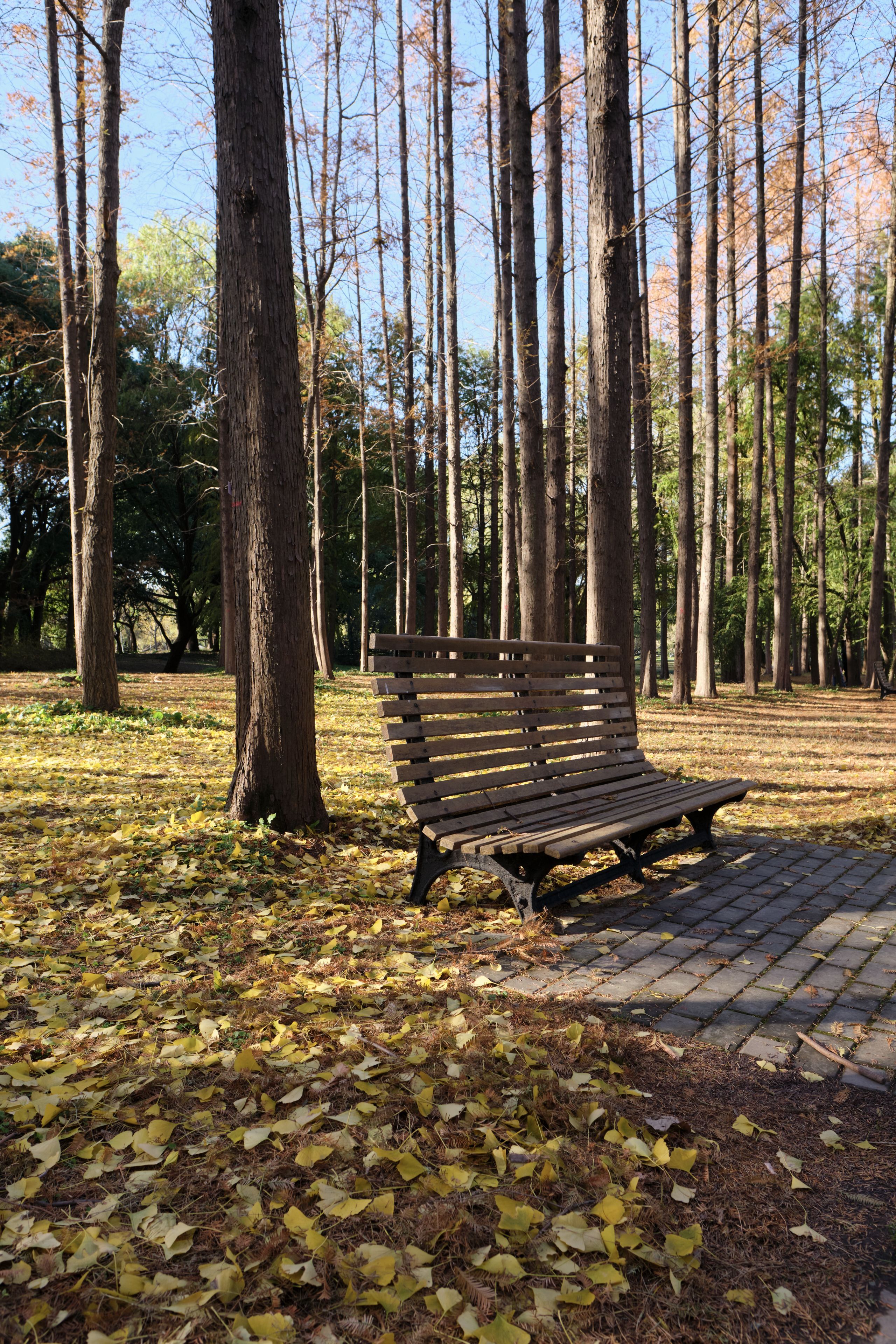 Wooden park bench on paved path, ground covered in yellow fallen leaves, tall deciduous trees, sunny autumn day