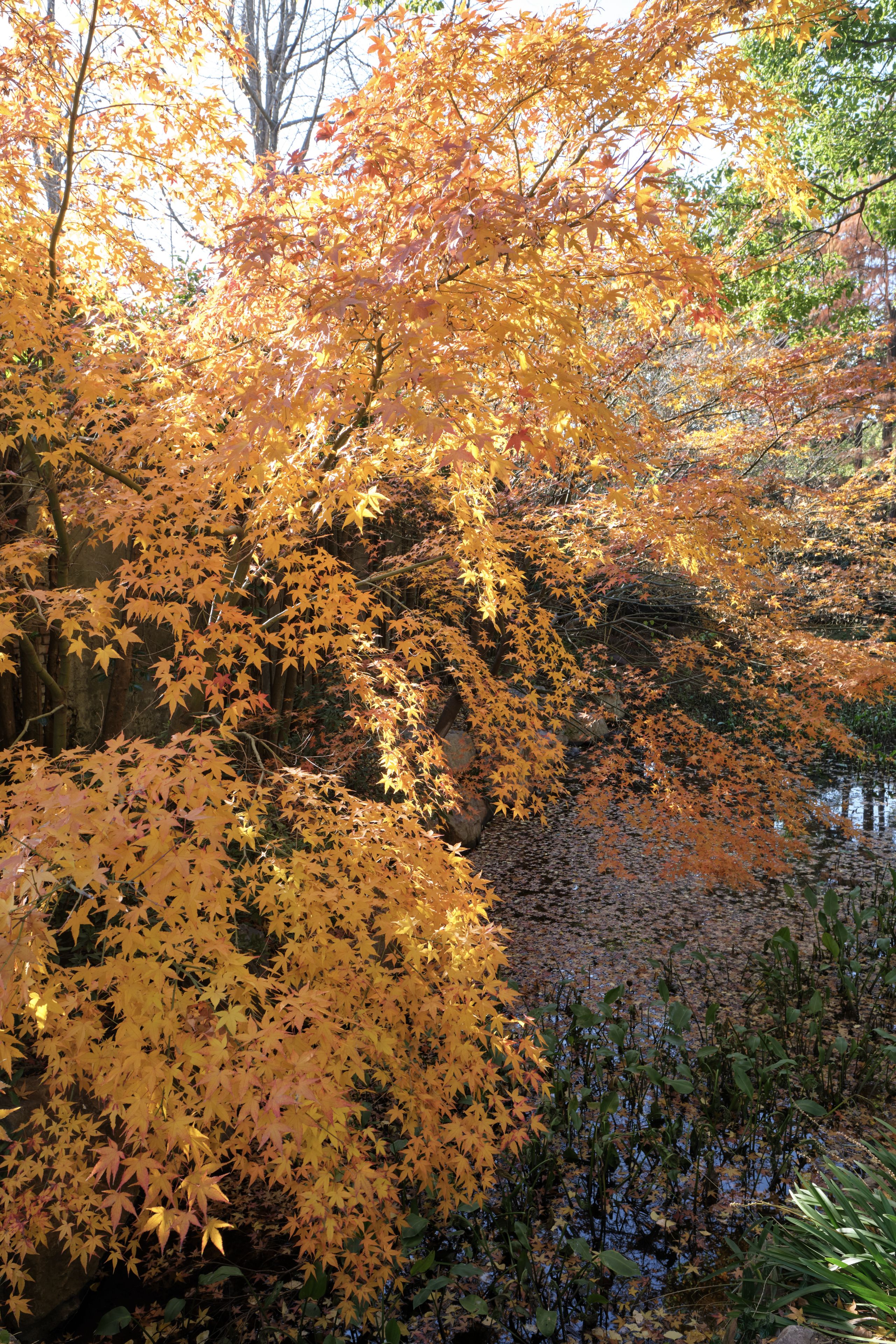 Bright orange, yellow, and red autumn leaves of a Japanese maple tree illuminated by sunlight with darker foliage in the background