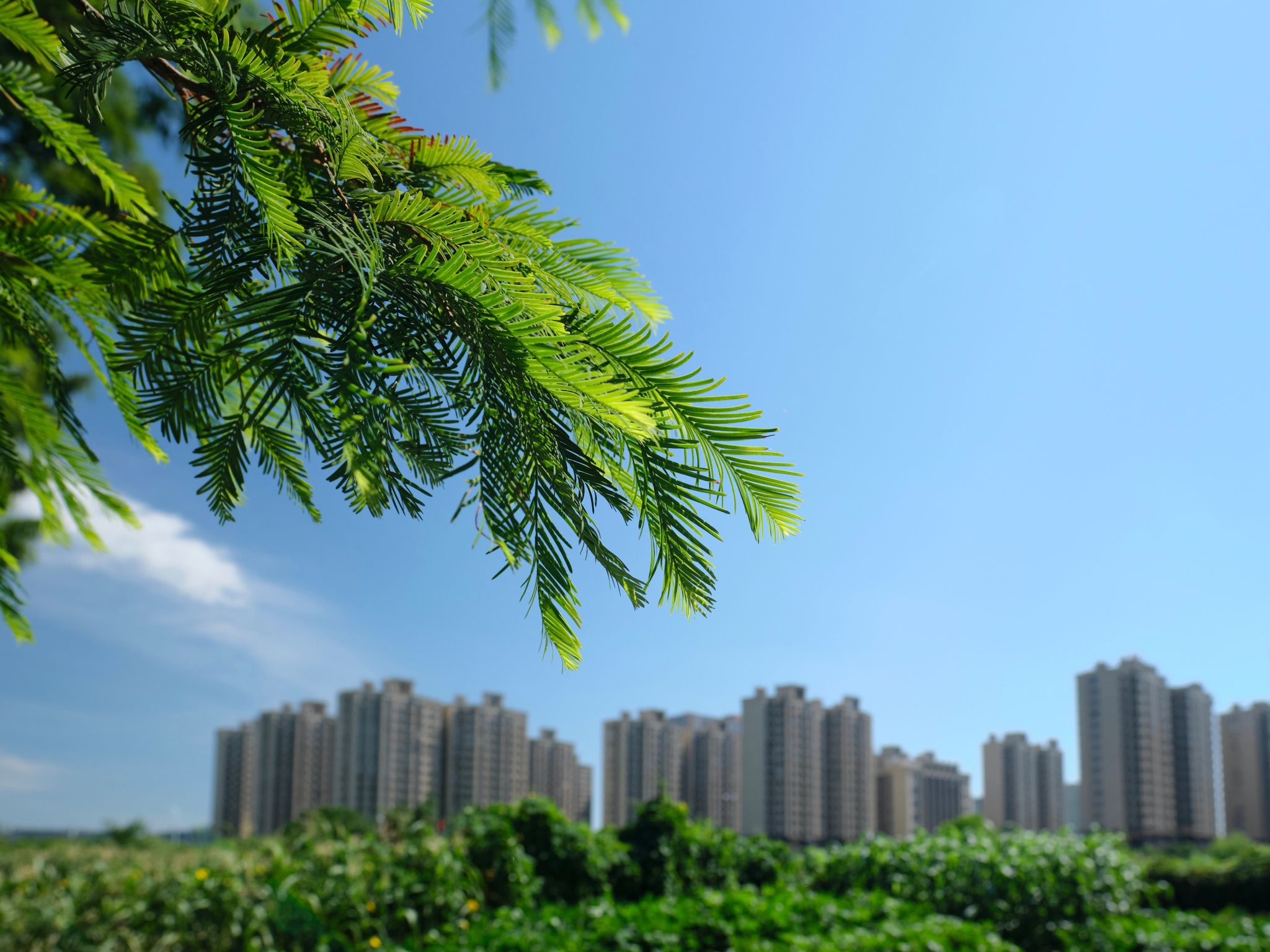 Green foliage foreground, blue sky, distant city buildings, green field