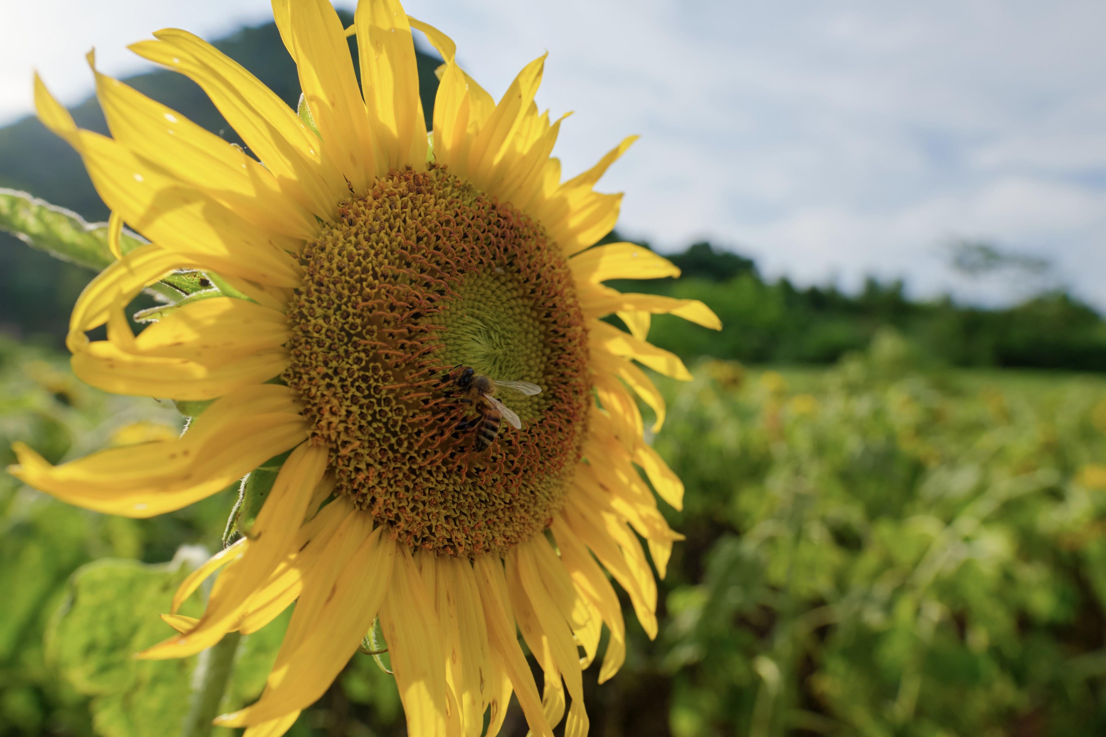 Close-up of a yellow sunflower with a green field and blue sky in the background