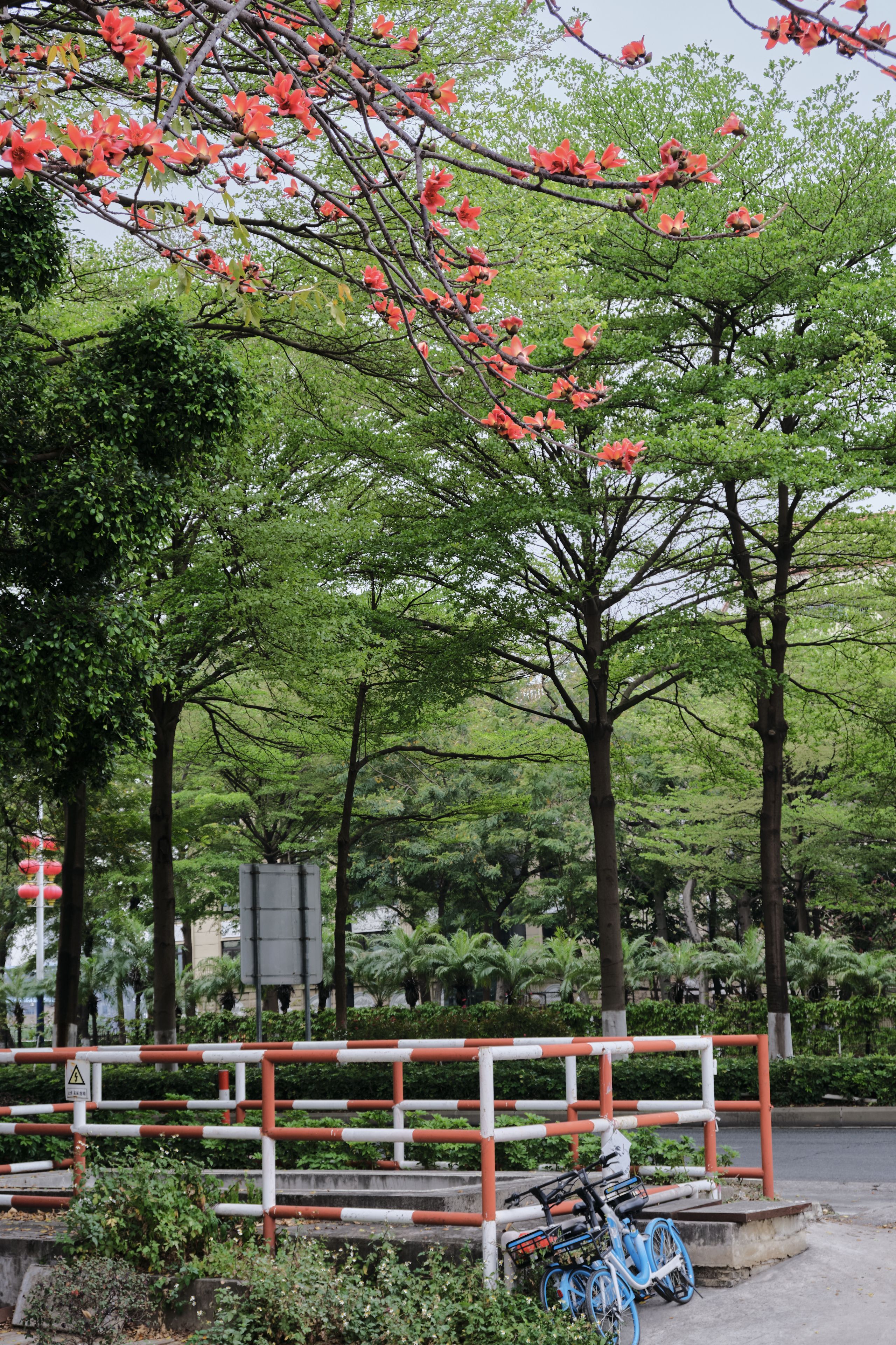 Green trees, red blossoms, street barrier, parked blue bicycle