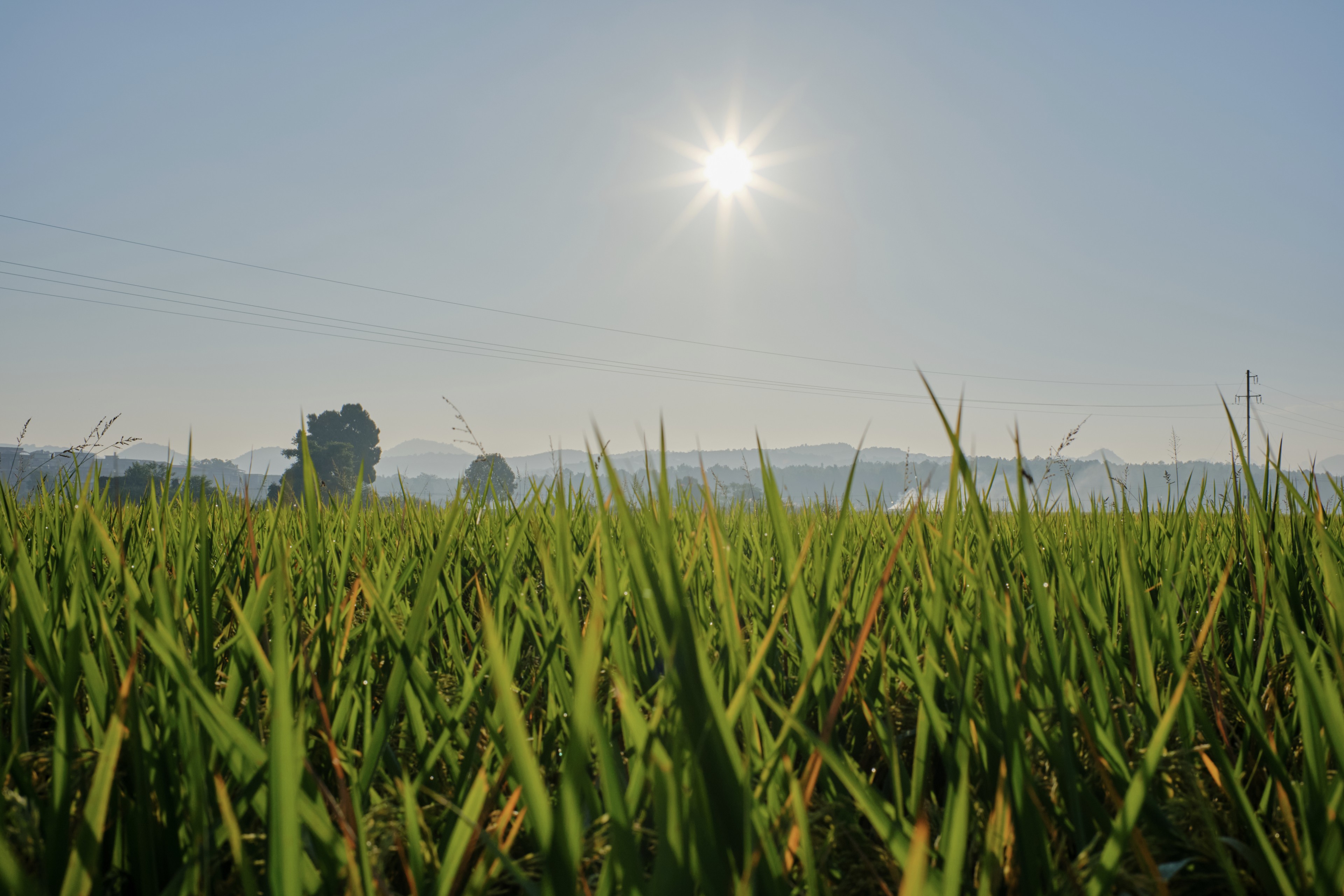 Green grass in foreground, bright sun in clear blue sky, distant trees on horizon