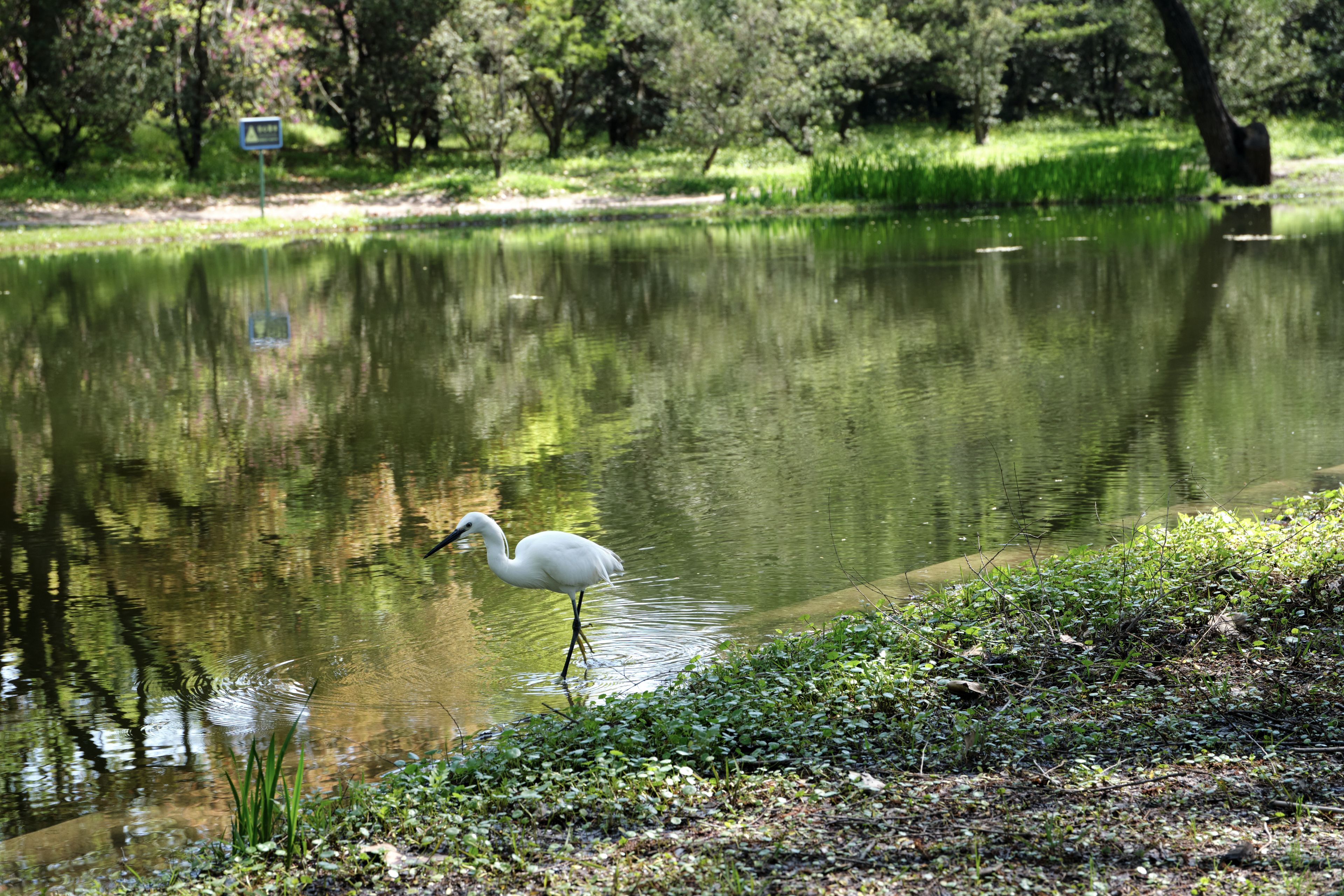 White heron wading in a green pond near a grassy bank with trees in the background