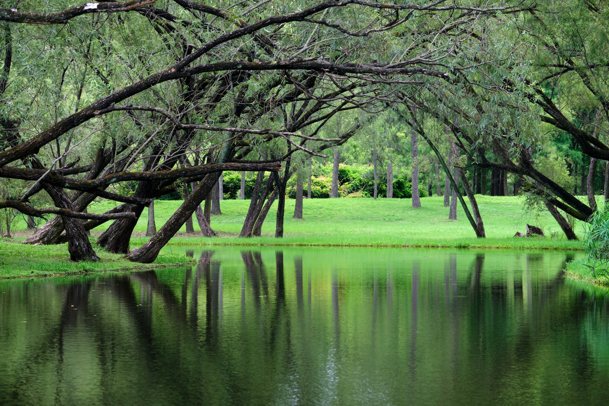 Lush green trees arch over still water reflecting foliage; a green lawn extends in the background