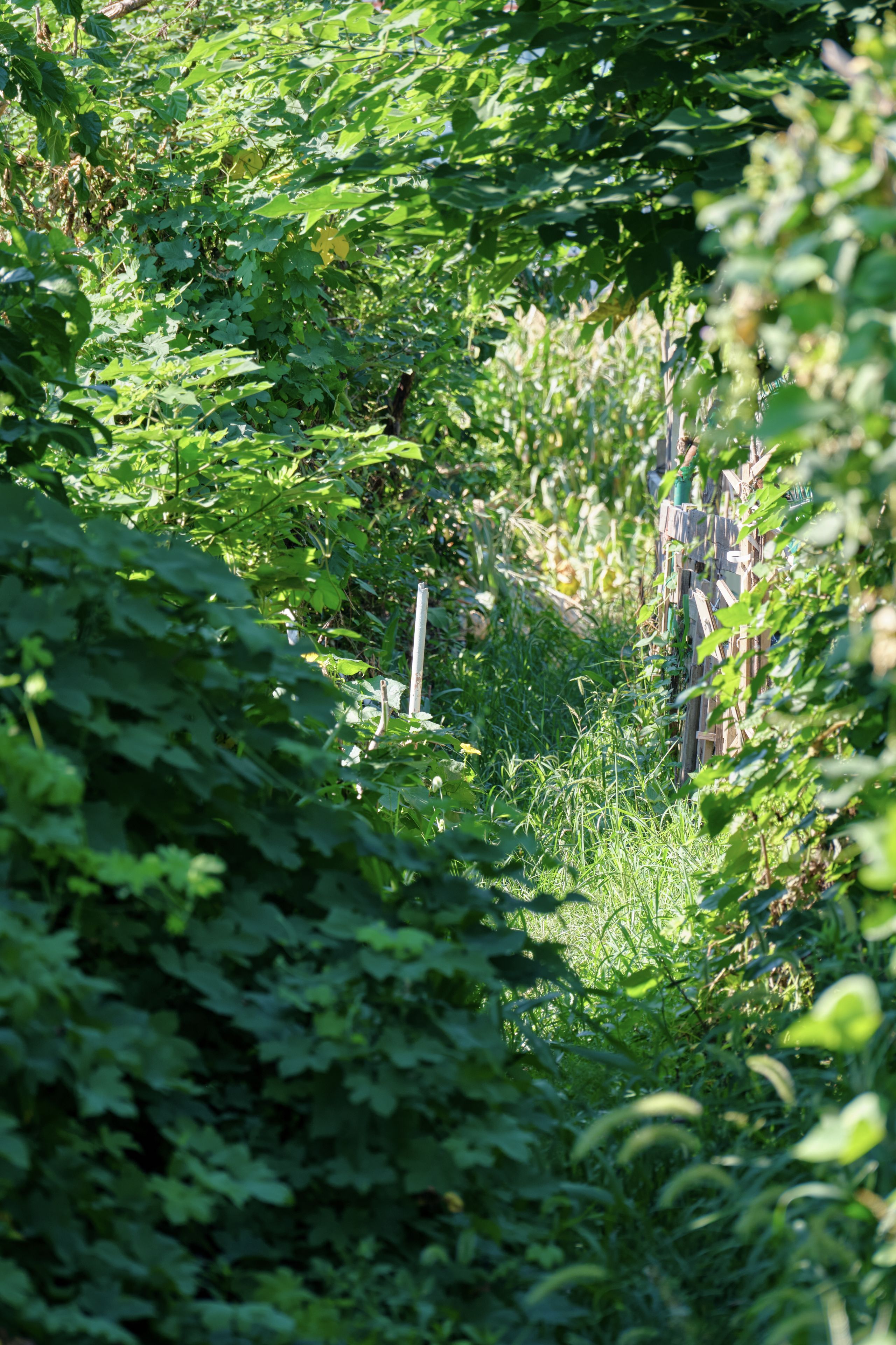 Narrow passage between dense green foliage with dappled sunlight