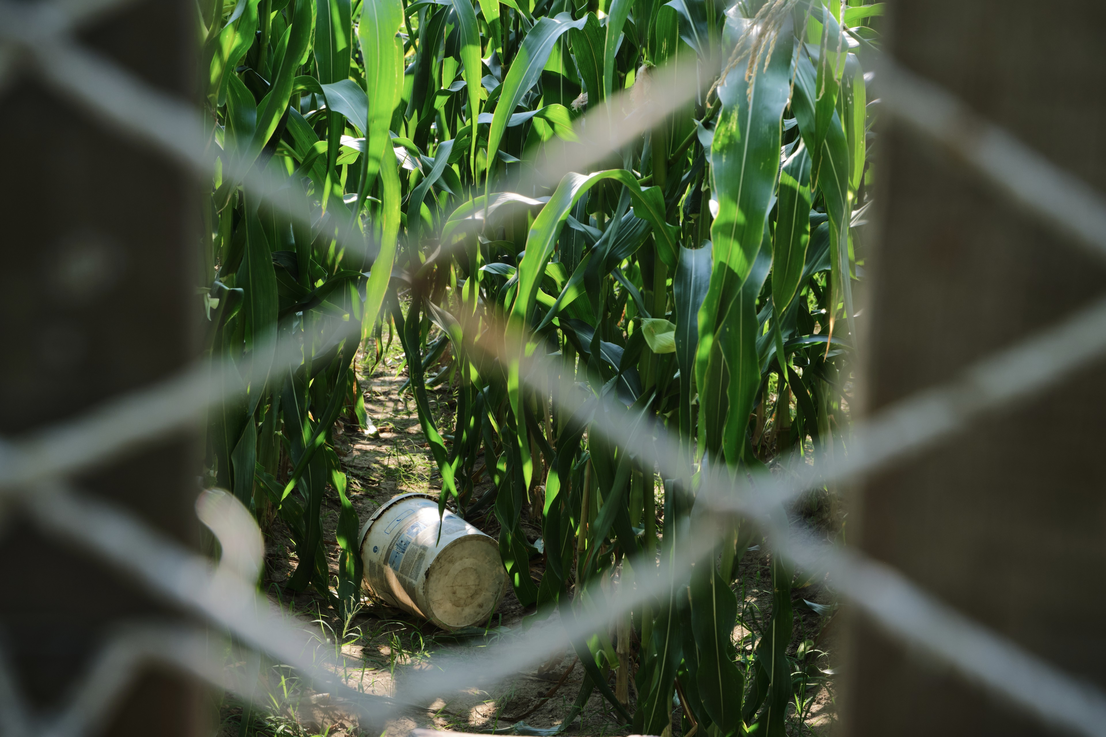 Green corn stalks behind a blurred chain-link fence. A white pipe lies near the base of the plants