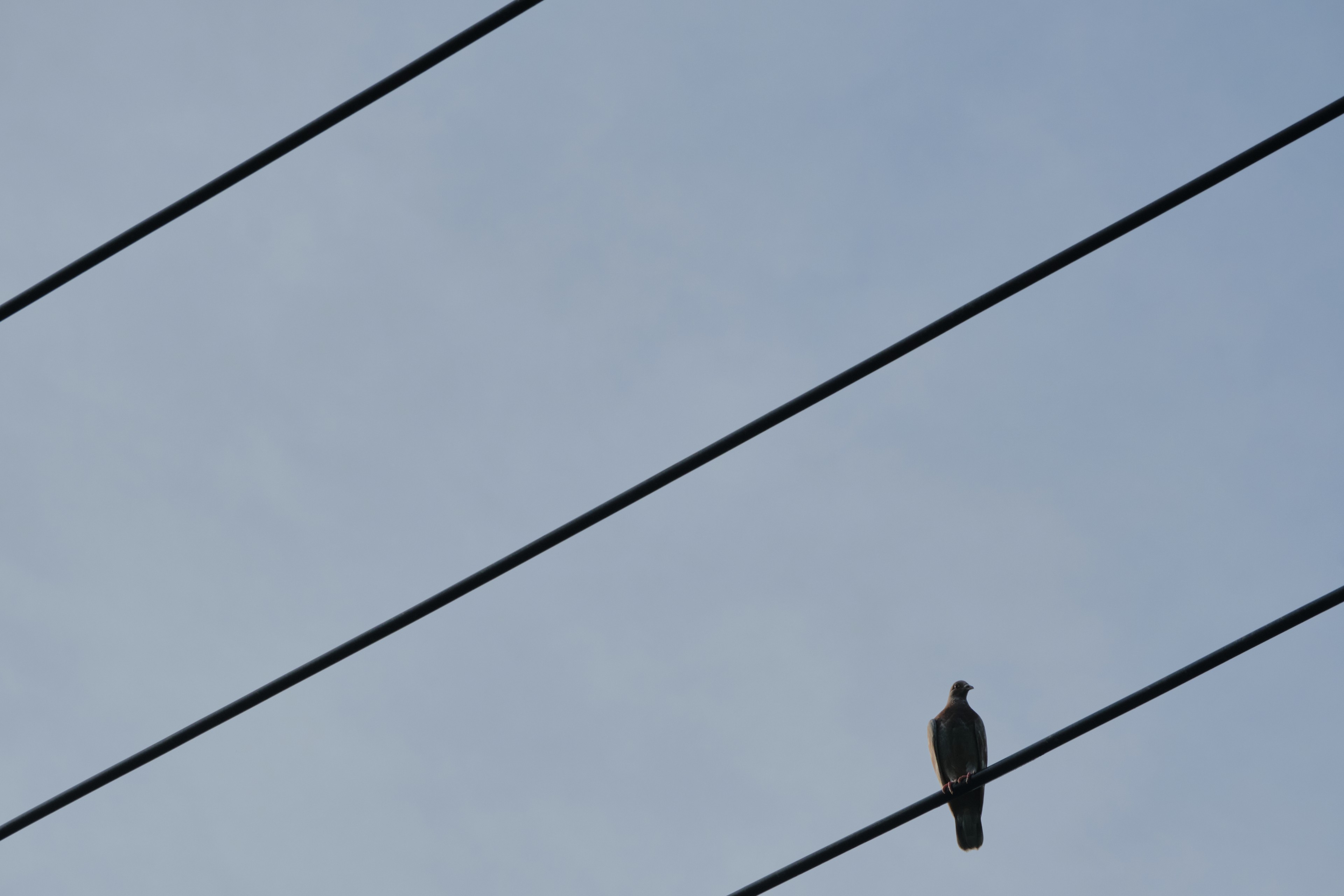 A single dark bird is perched on the bottom-most of three parallel electrical wires stretching across a light blue sky