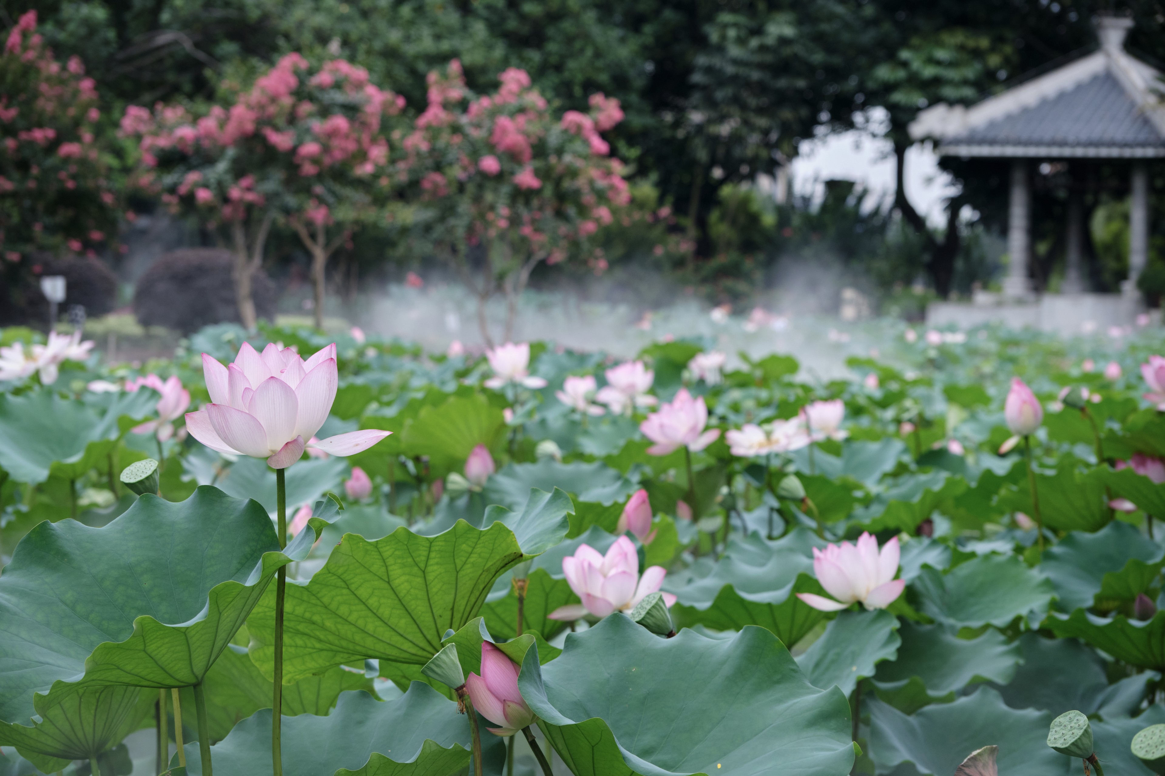 Pink lotus flowers and green lily pads in a misty pond with a traditional gazebo and blooming trees