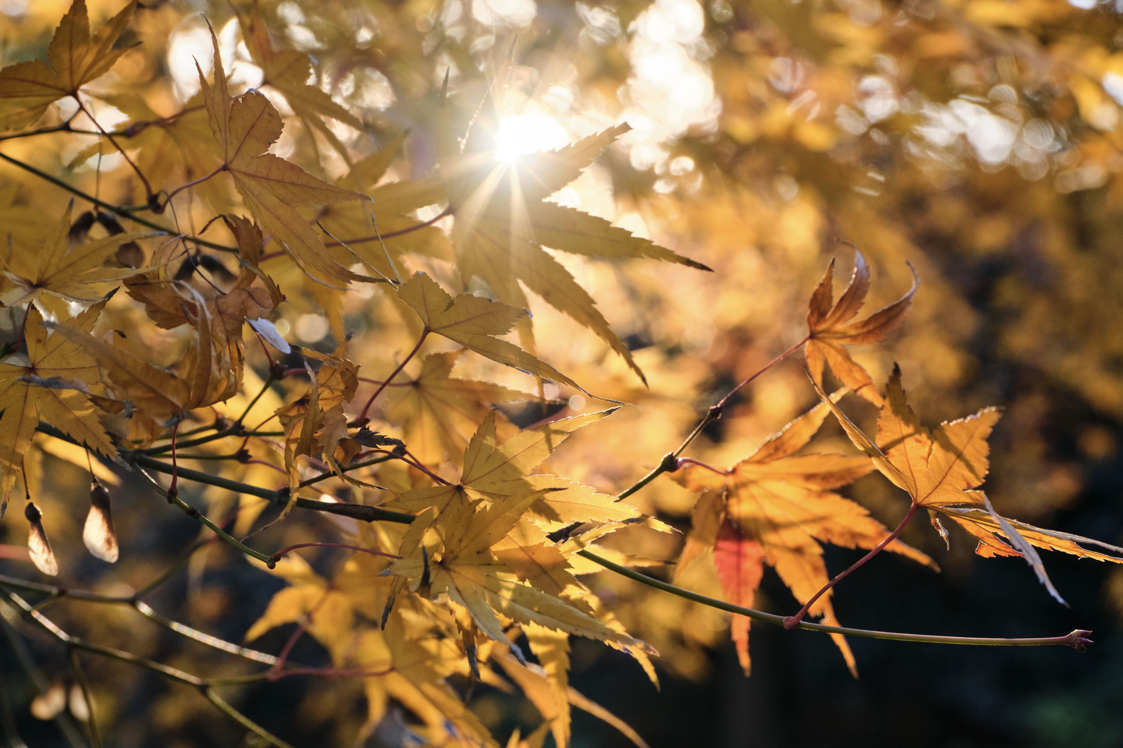 Close-up of golden maple leaves with sun flare