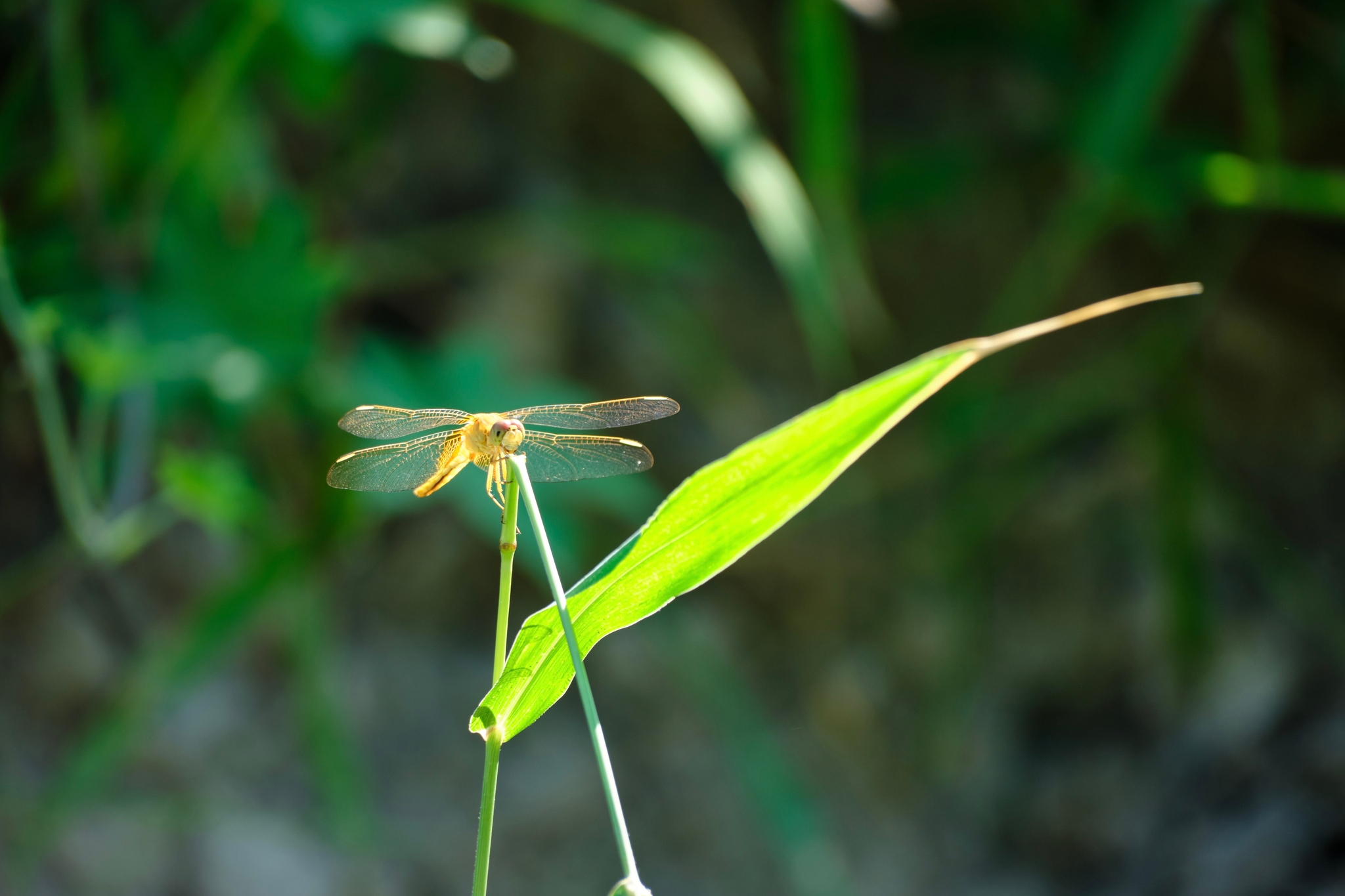Light brown dragonfly with clear wings perched on a bright green leaf. Blurred green foliage in background