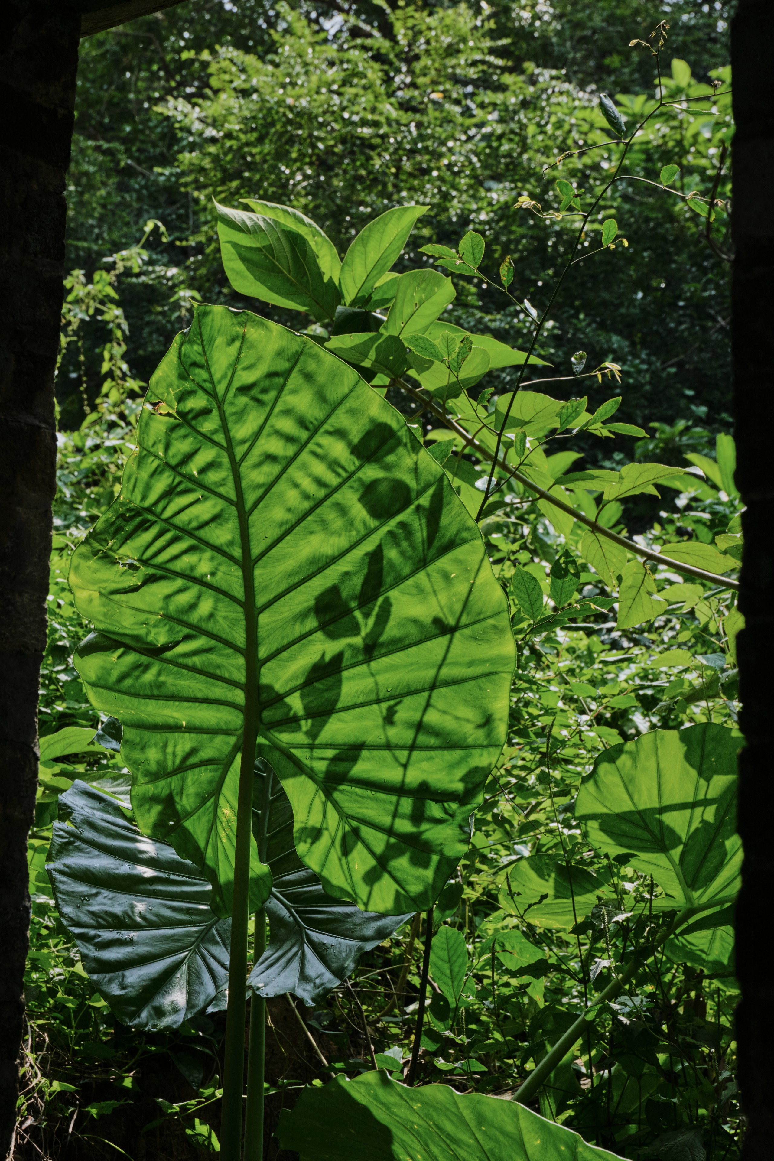 Large green leaf framed by dark edges, dense tropical foliage background