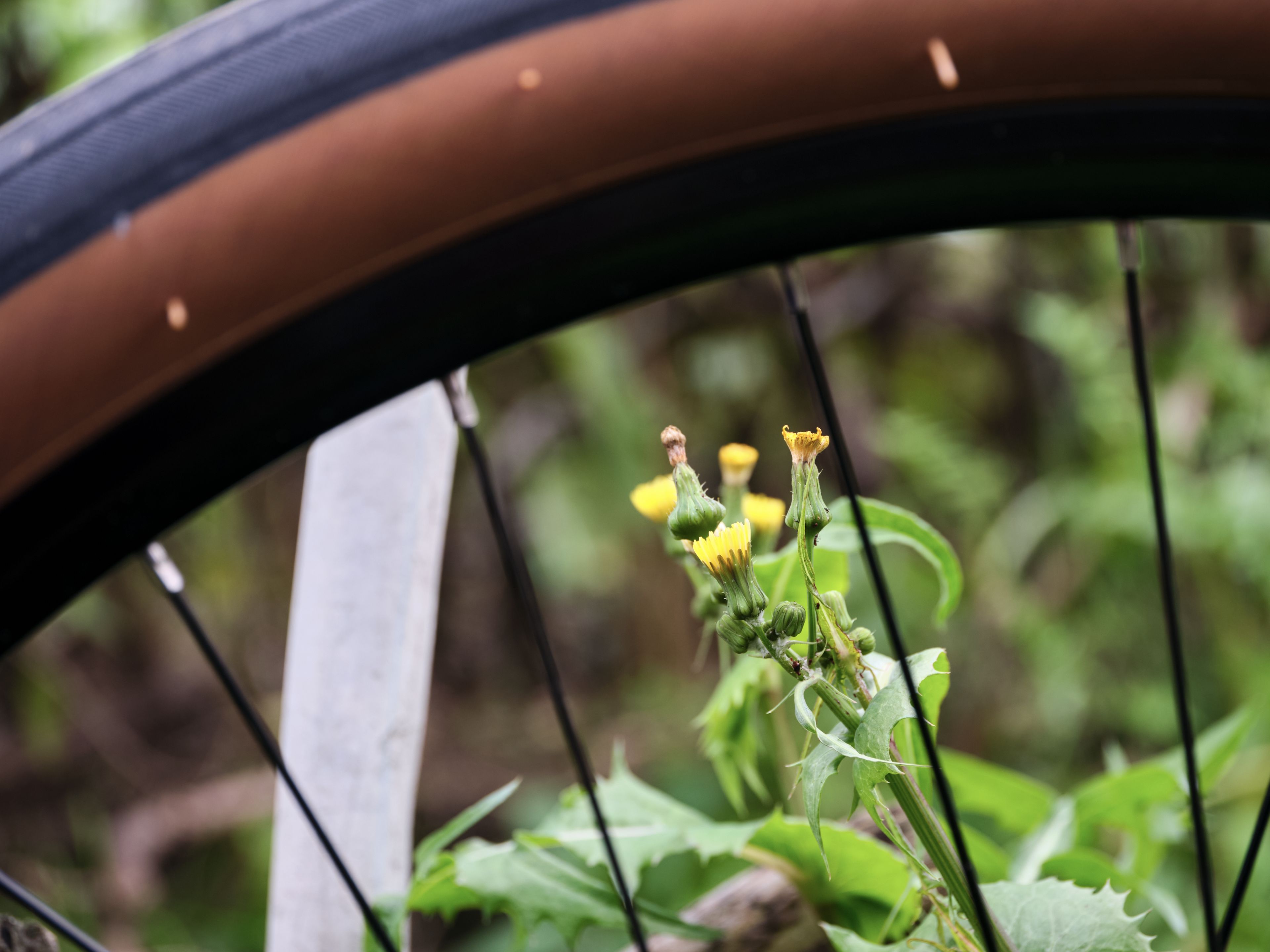 Close-up of a bicycle wheel, brown tire, spokes, with yellow flowers and green leaves visible through the wheel