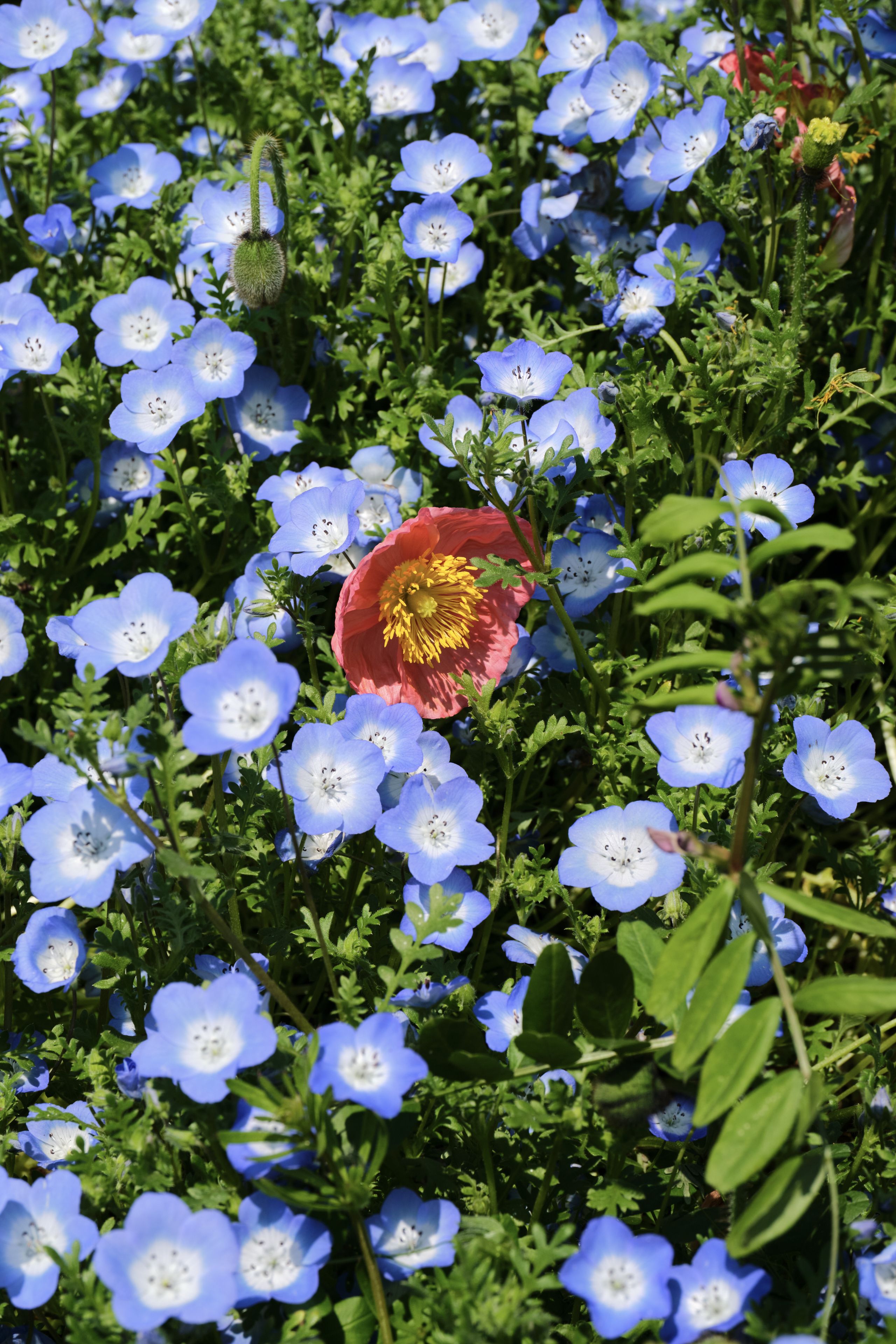 Close-up of a single red and yellow flower centered among numerous small blue flowers and green leaves