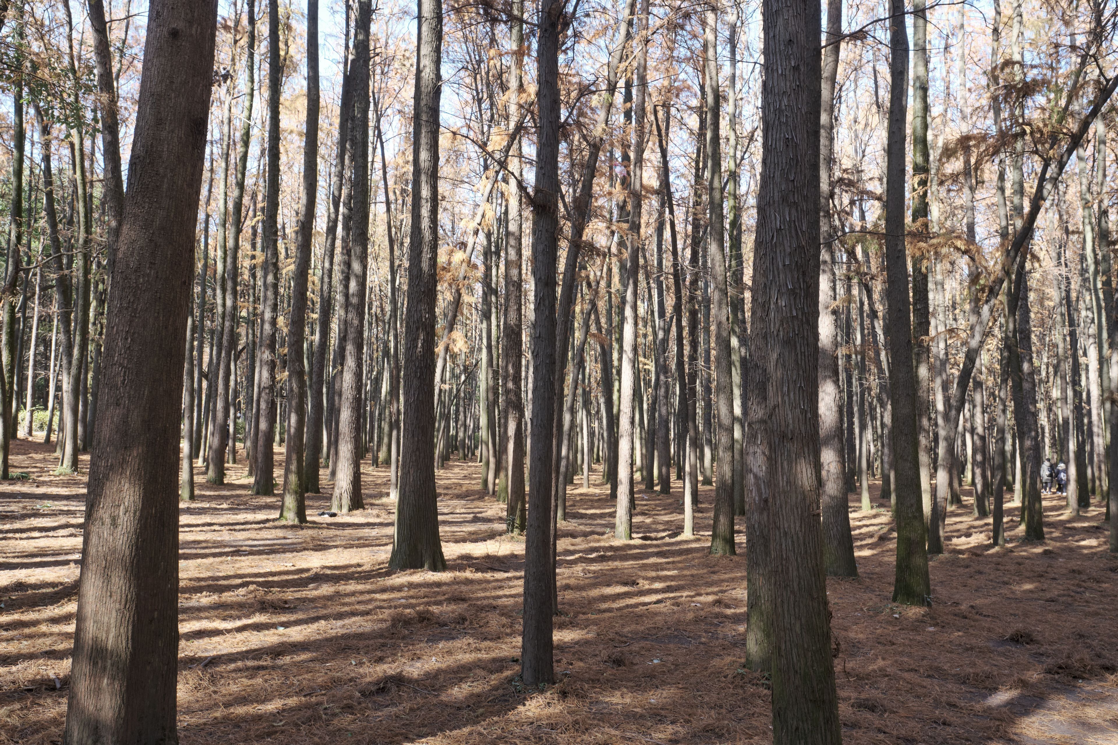 Dense forest of tall bare trees. Brown leaves cover the ground. Filtered sunlight