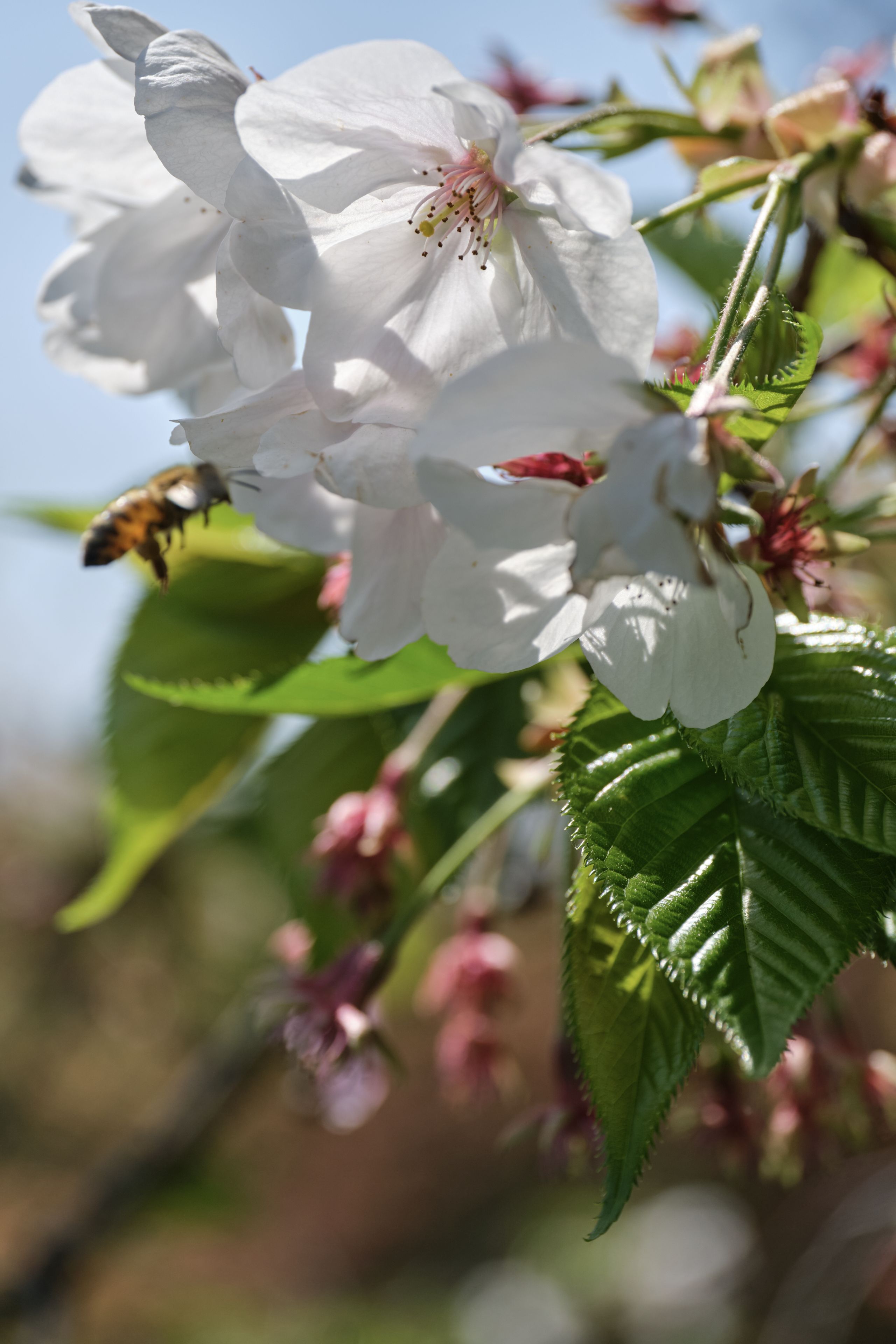 Close-up of white cherry blossoms with green leaves and a bee flying nearby. Blurred blue sky and foliage in the background