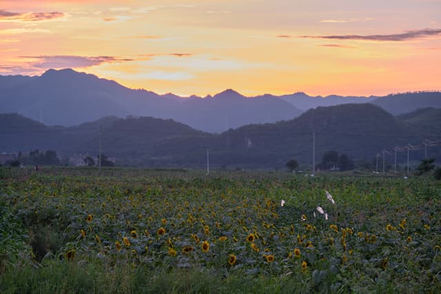 A field of green plants with yellow flowers, a silhouette of rolling mountains in the mid-ground, and a gradient sunset sky above