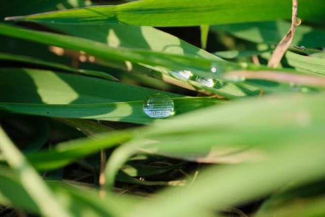 Close-up of green grass blades with multiple water droplets, one prominent in the foreground, illuminated by sunlight