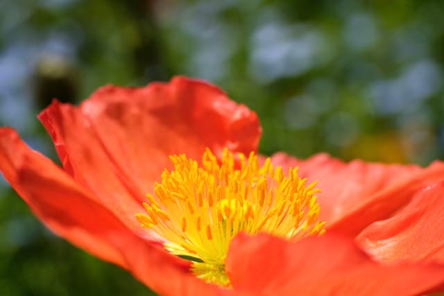 Close-up of an orange poppy flower with a yellow stamen center against a blurred green background