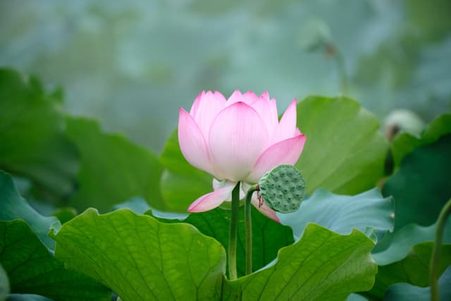 Close-up of a pink lotus flower with a seed pod and green leaves