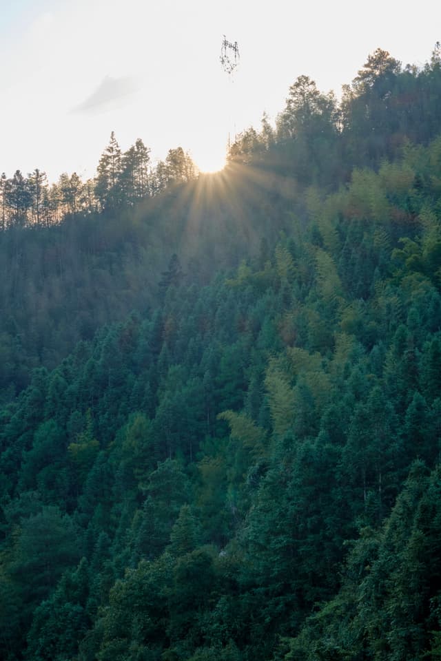 Sunlight rays pierce through dense evergreen trees covering a hillside