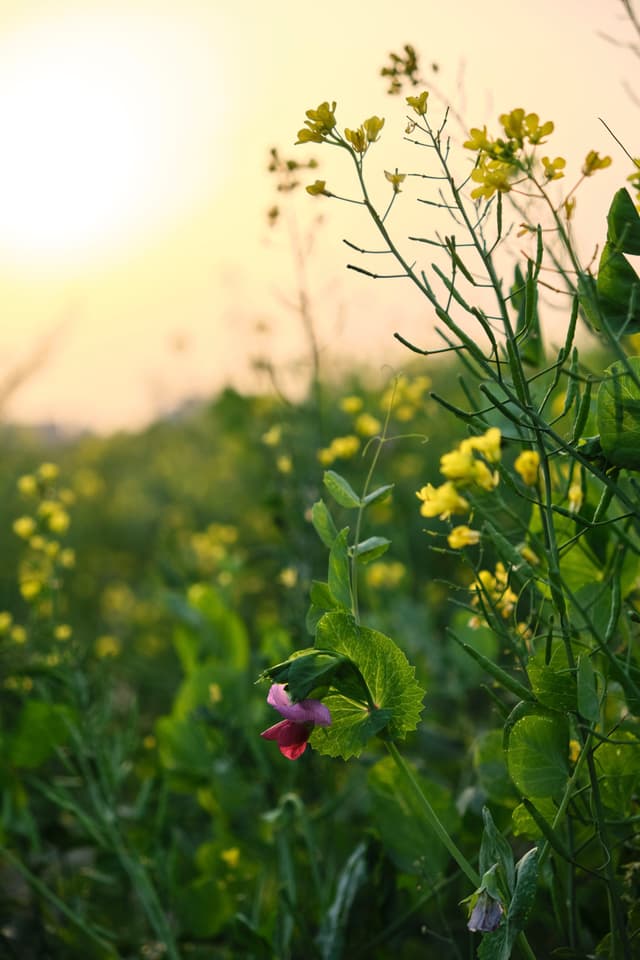 Field of green plants with yellow flowers, a prominent pink blossom in the foreground, illuminated by soft golden light
