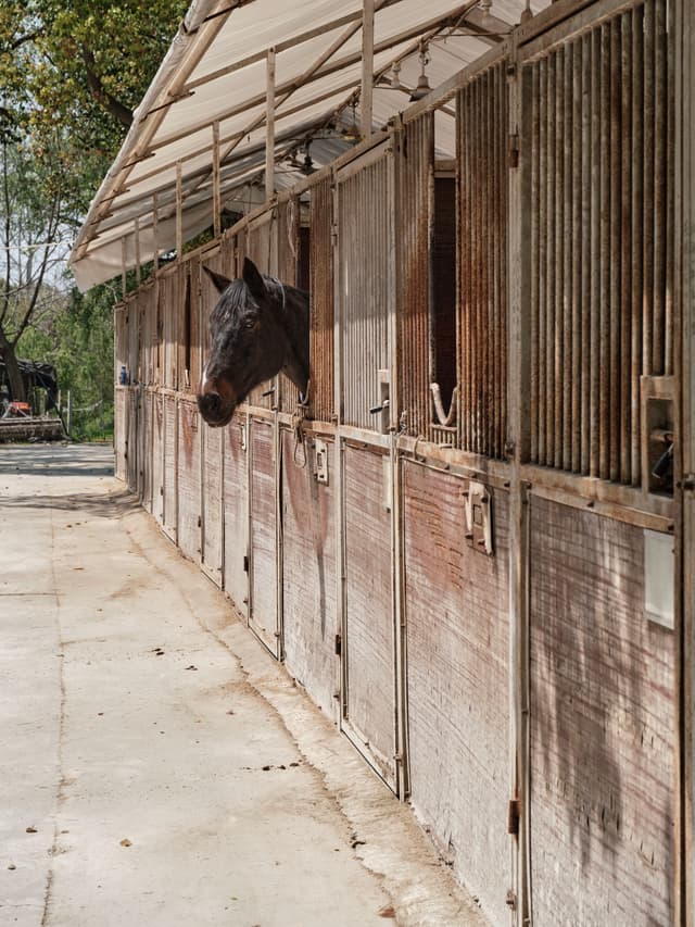 Dark horse's head extends from a weathered wooden stable stall in a row