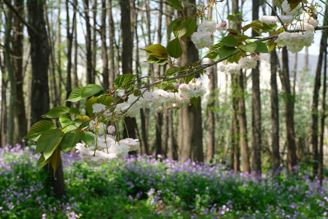 Close-up of white blossoms on a branch in a sun-dappled forest with green undergrowth and purple flowers