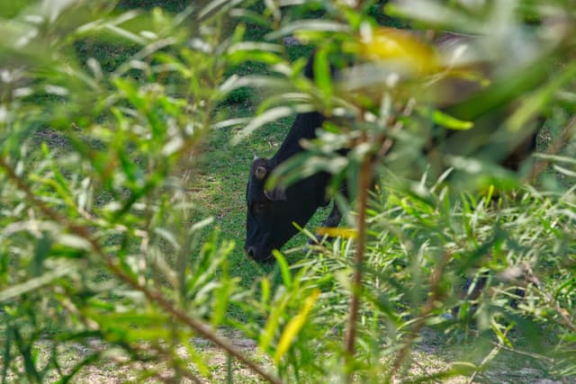 Black calf partially obscured by green leaves