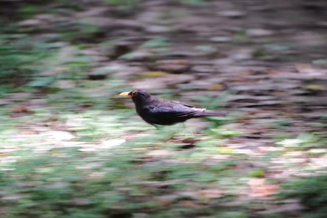 Black bird with yellow beak walking on blurred green and brown ground
