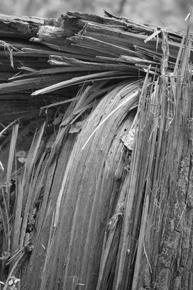 Close-up black and white of severely splintered wood, fanning fibrous fragments from break