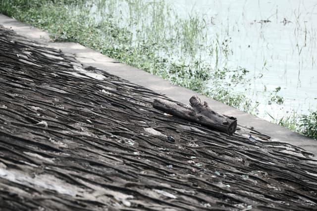 Log on dark textured bank next to murky green water