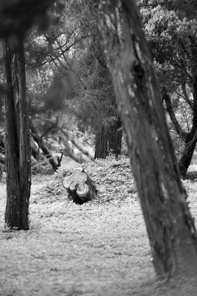 Black and white image of a forest with multiple tree trunks and a central fallen log on a shaded, leaf-strewn ground