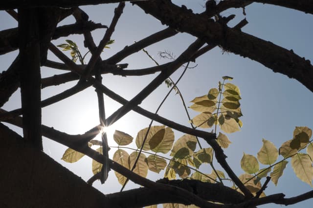 Sunlight rays pierce through dark, silhouetted tree branches and backlit leaves against a bright sky