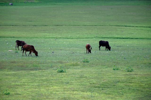 Four cows graze on a wide, green grassy plain