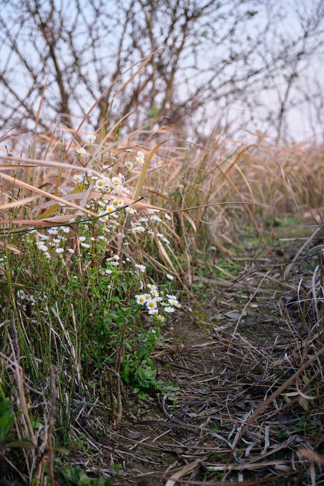 Narrow path through dry brown grass and weeds, with small white flowers and green foliage on the left. Bare tree branches in blurred background under a soft sky