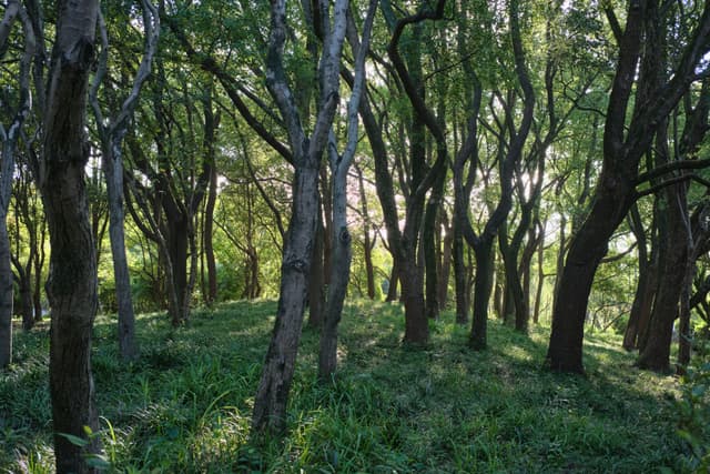 Dense forest interior with slender trees, dappled sunlight on grassy floor