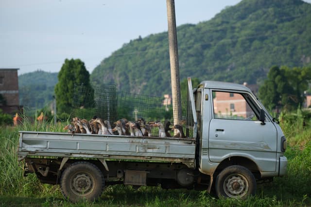 Light blue pickup truck with debris in bed, utility pole, green mountains, and rural landscape