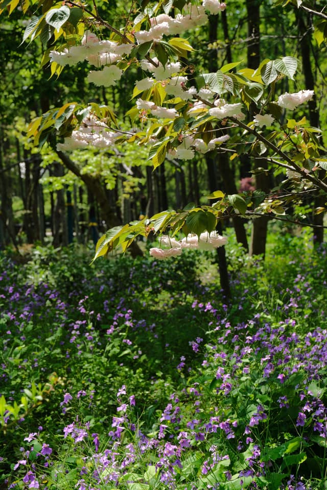 Pink blossoms over purple wildflowers in sunlit forest