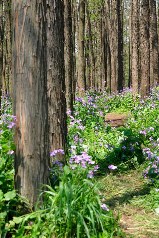 Tall trees with brown trunks stand in a forest. The forest floor is covered with green plants and small purple flowers. A narrow path is visible on the right